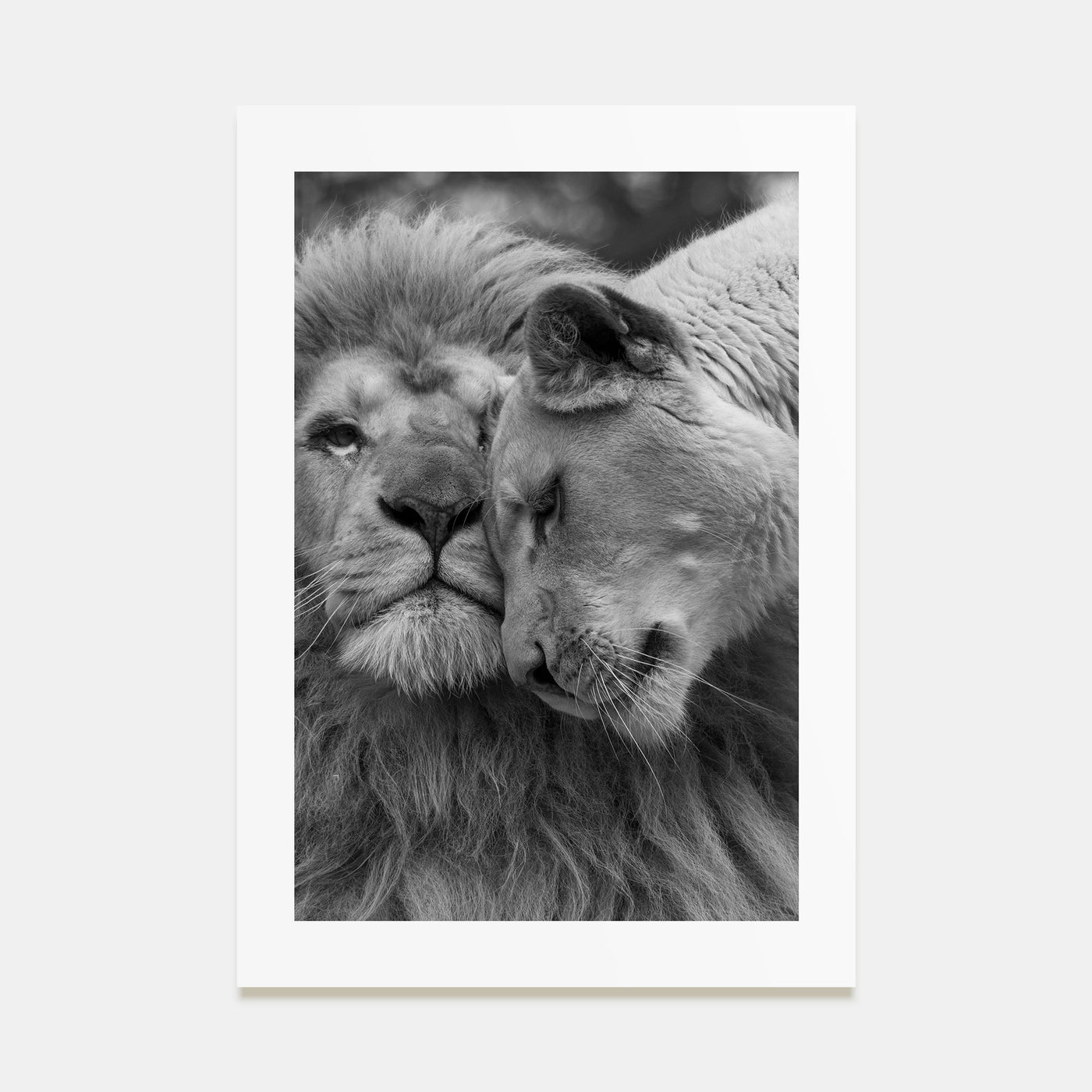 Lion Photo B&W No 2 Poster