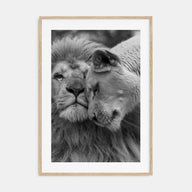 Lion Photo B&W No 2 Poster