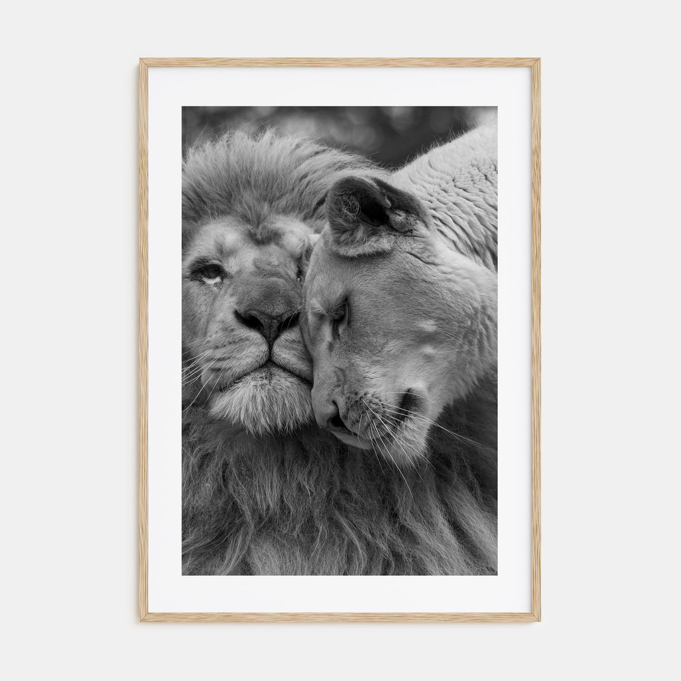 Lion Photo B&W No 2 Poster