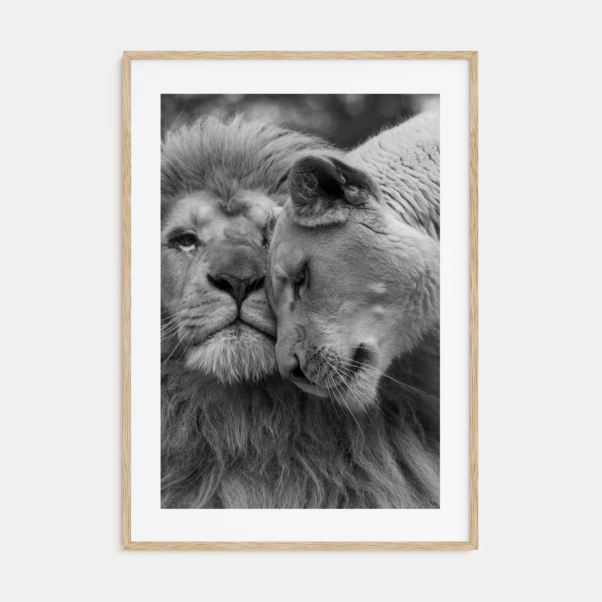 Lion Photo B&W No 2 Poster