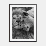 Lion Photo B&W No 2 Poster