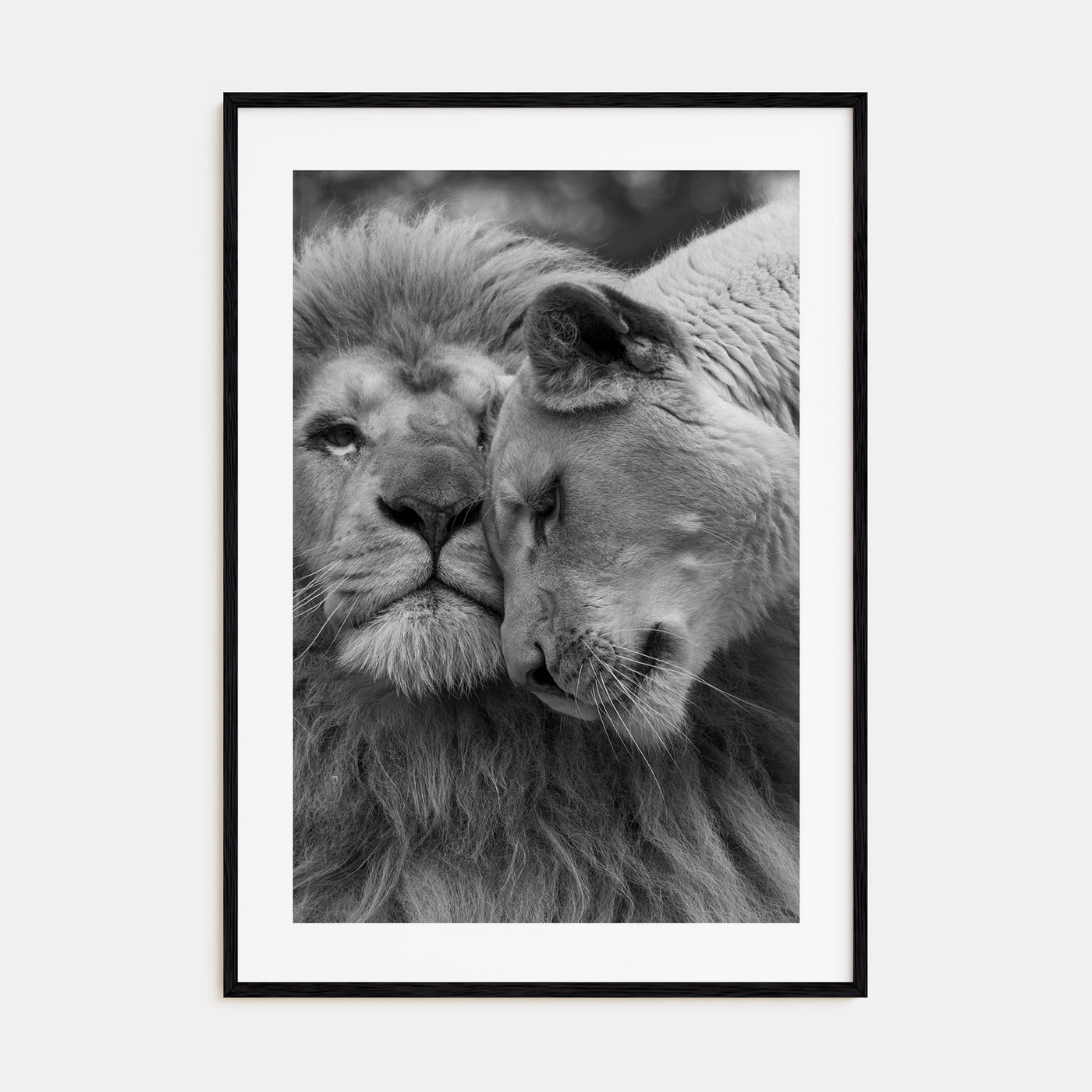 Lion Photo B&W No 2 Poster