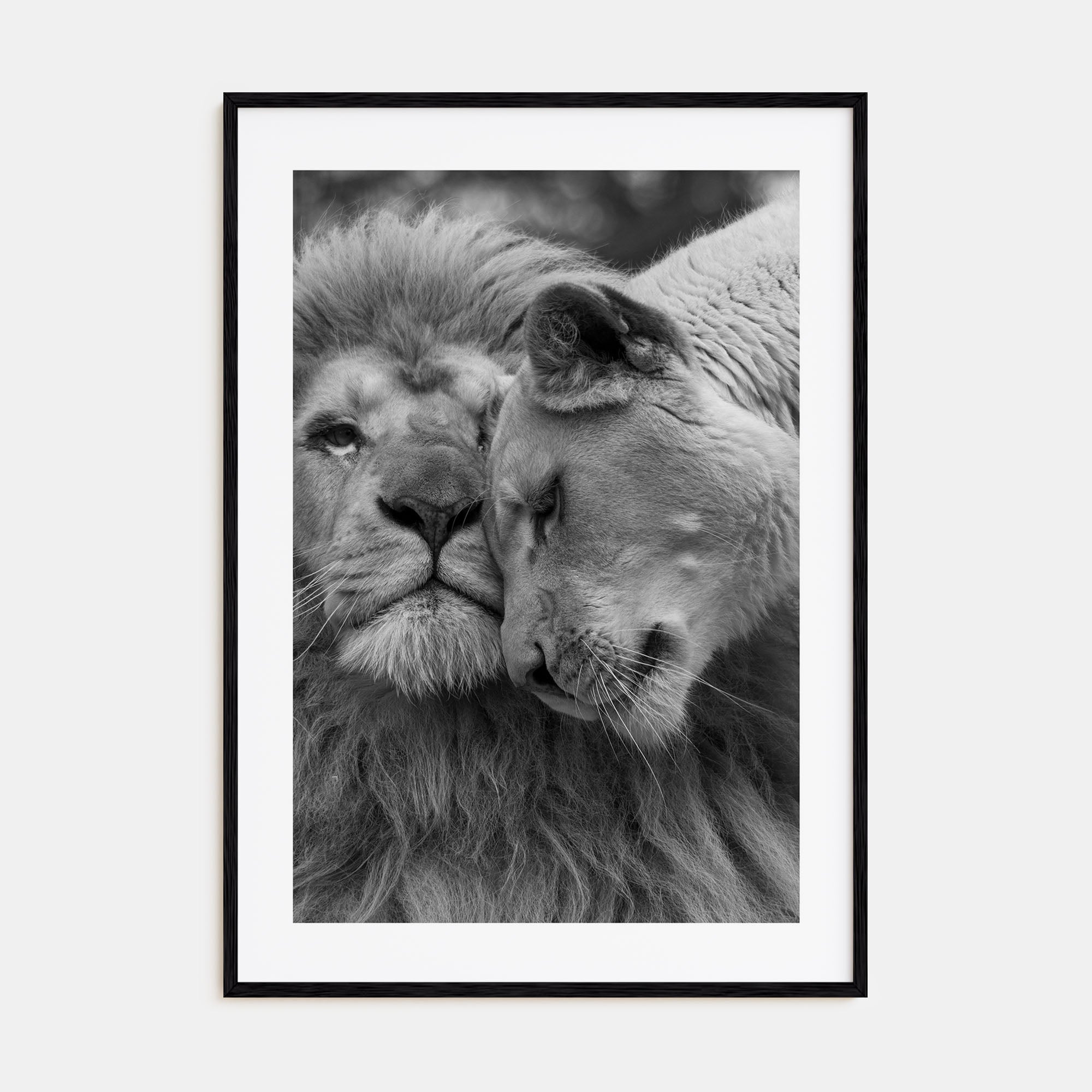 Lion Photo B&W No 2 Poster