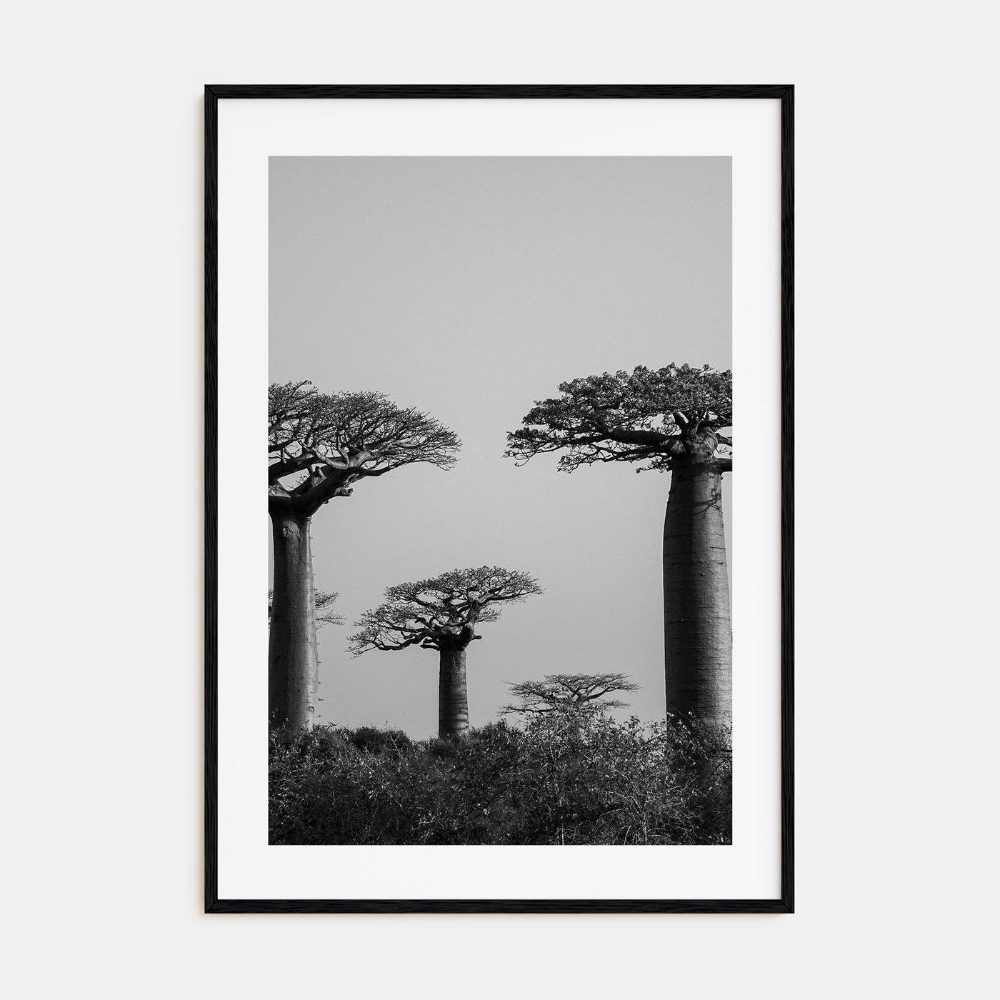 Madagascar Photo B&W Poster