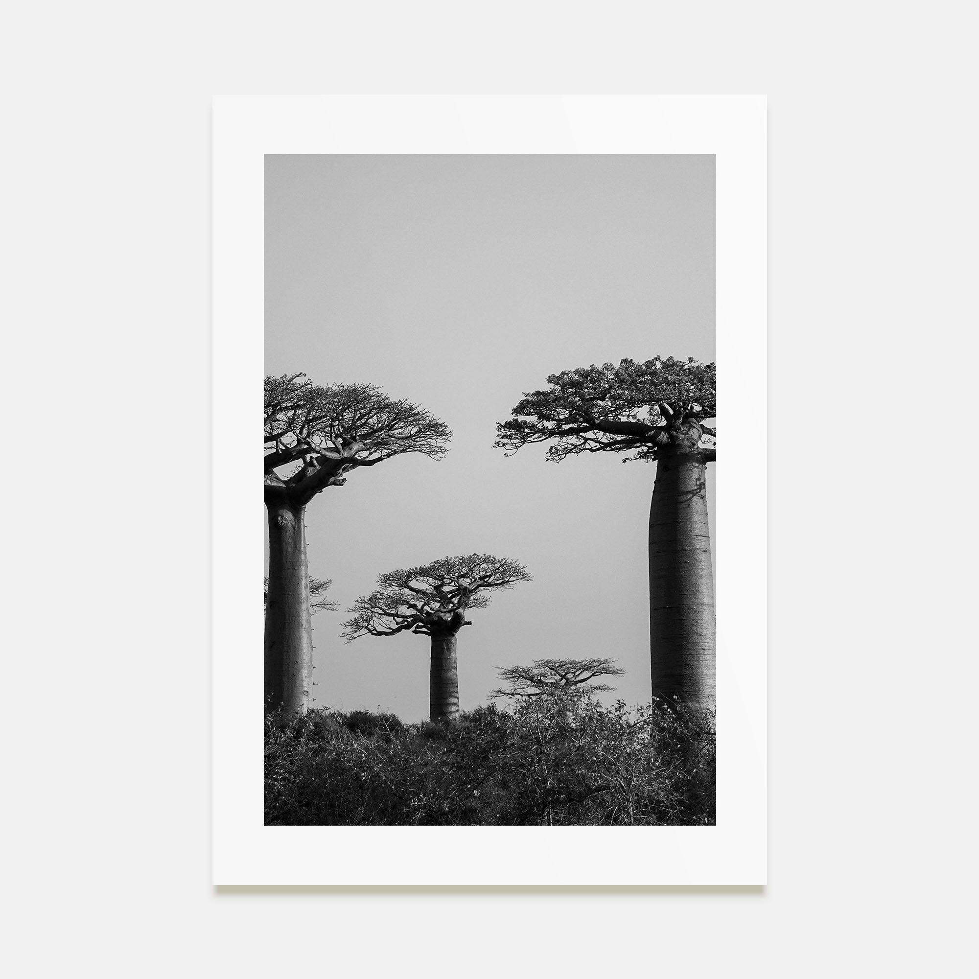 Madagascar Photo B&W Poster