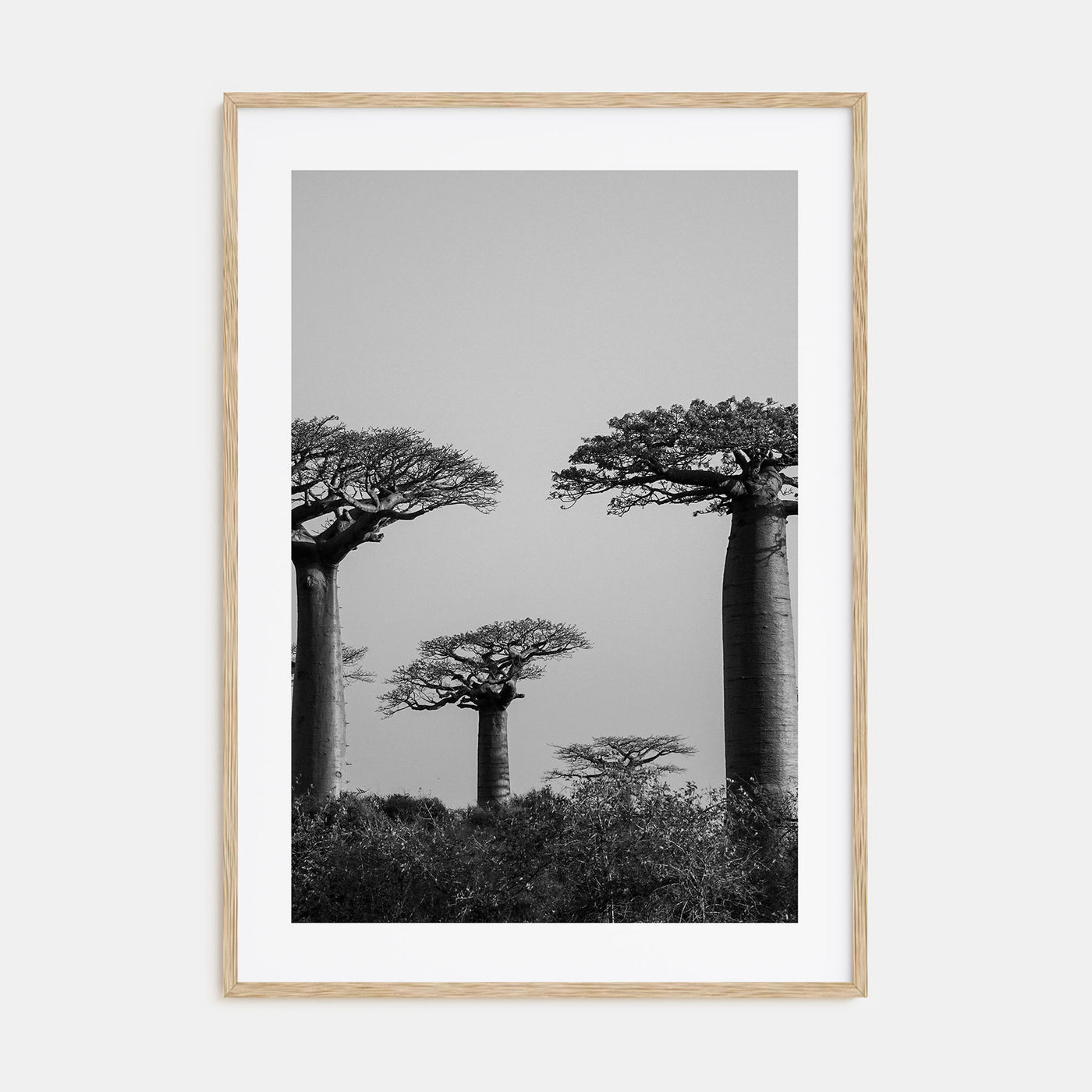 Madagascar Photo B&W Poster