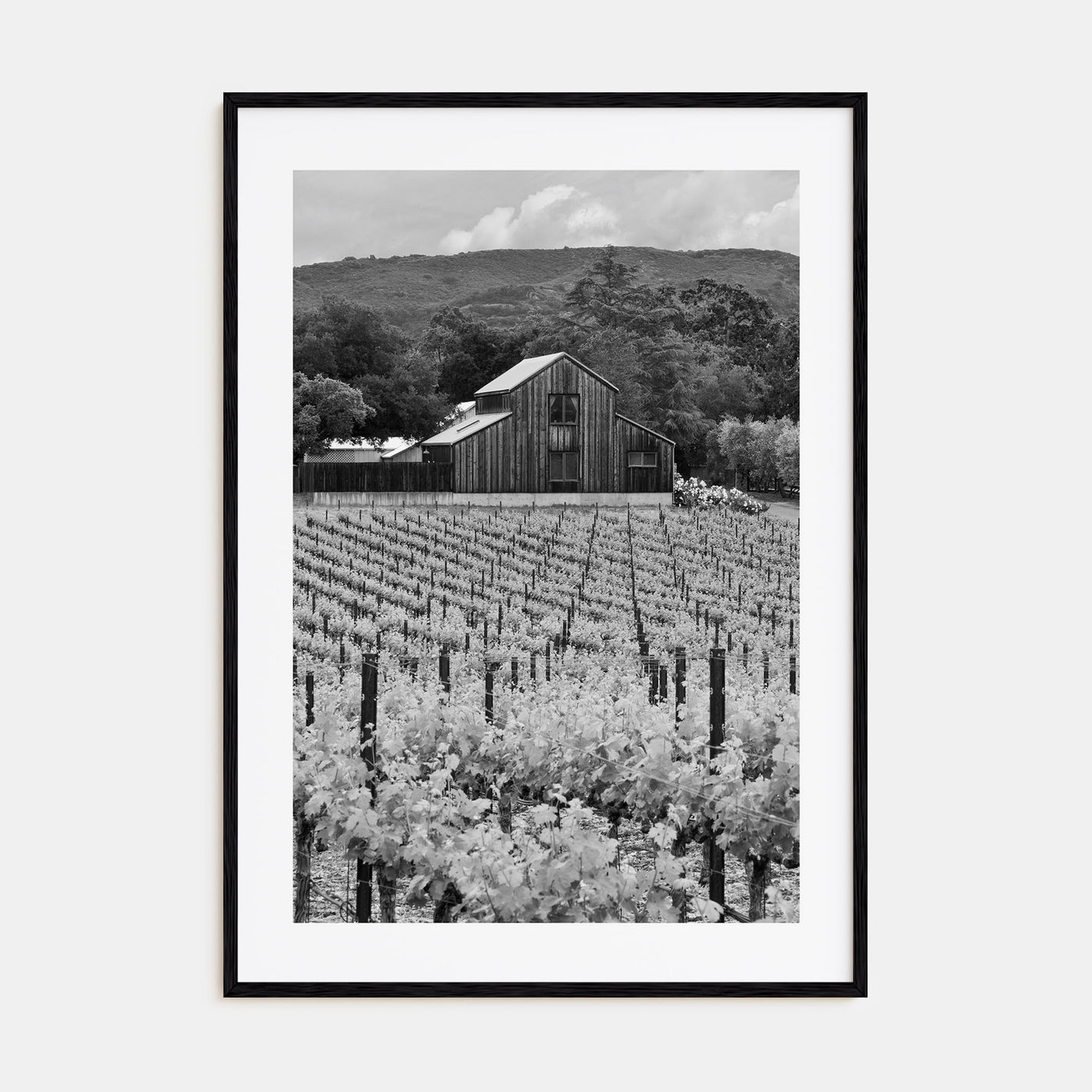 Napa Valley Photo B&W Poster