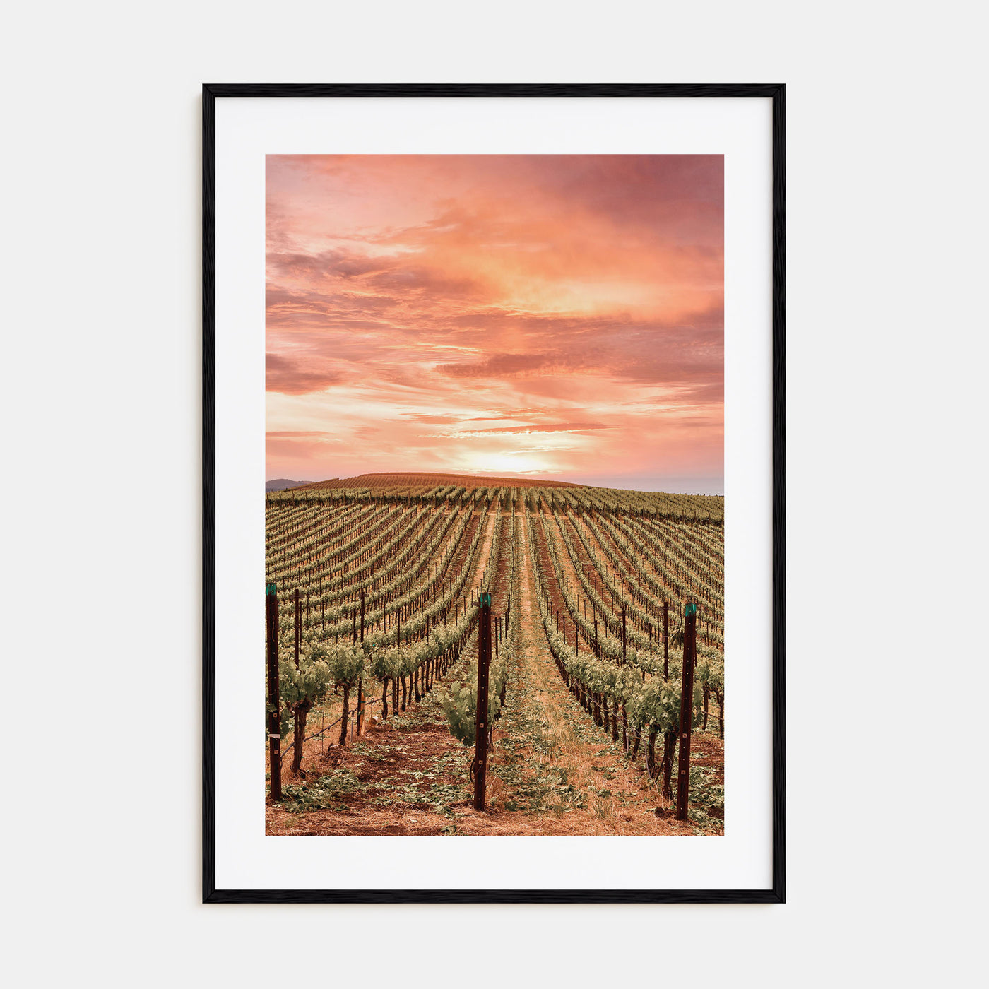 Napa Valley Photo Color No 1 Poster