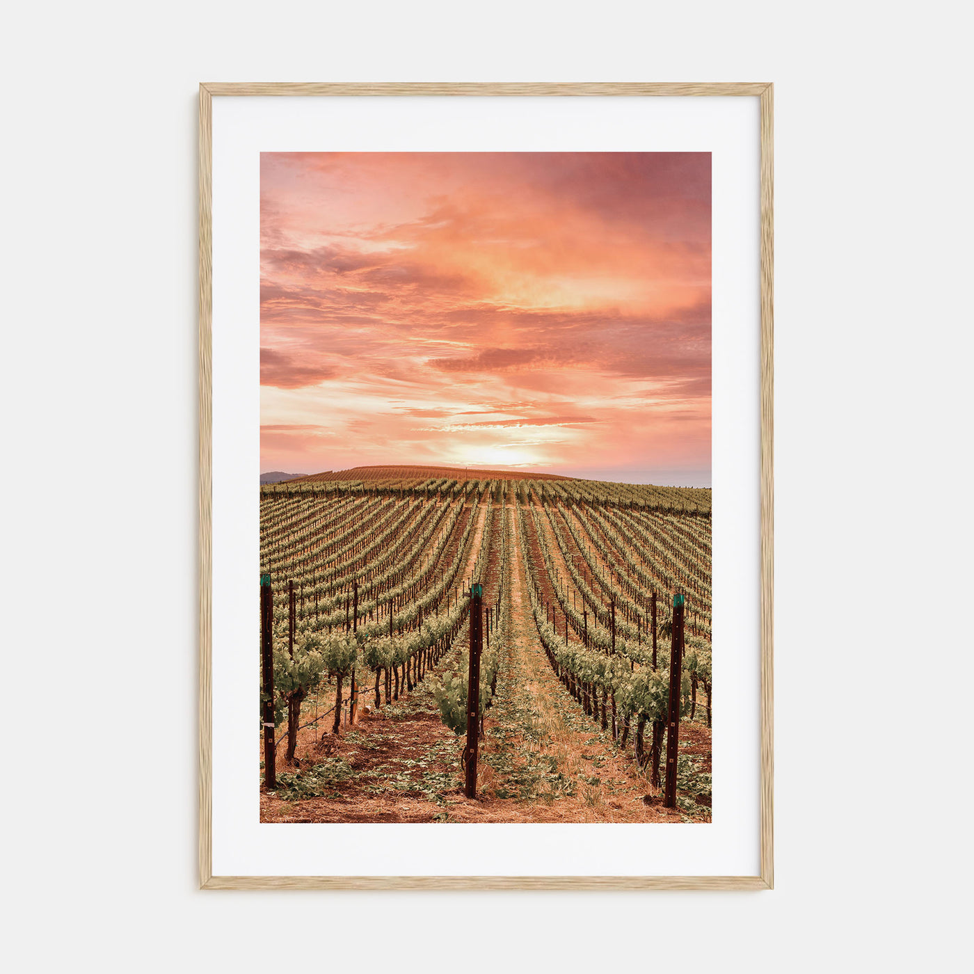 Napa Valley Photo Color No 1 Poster