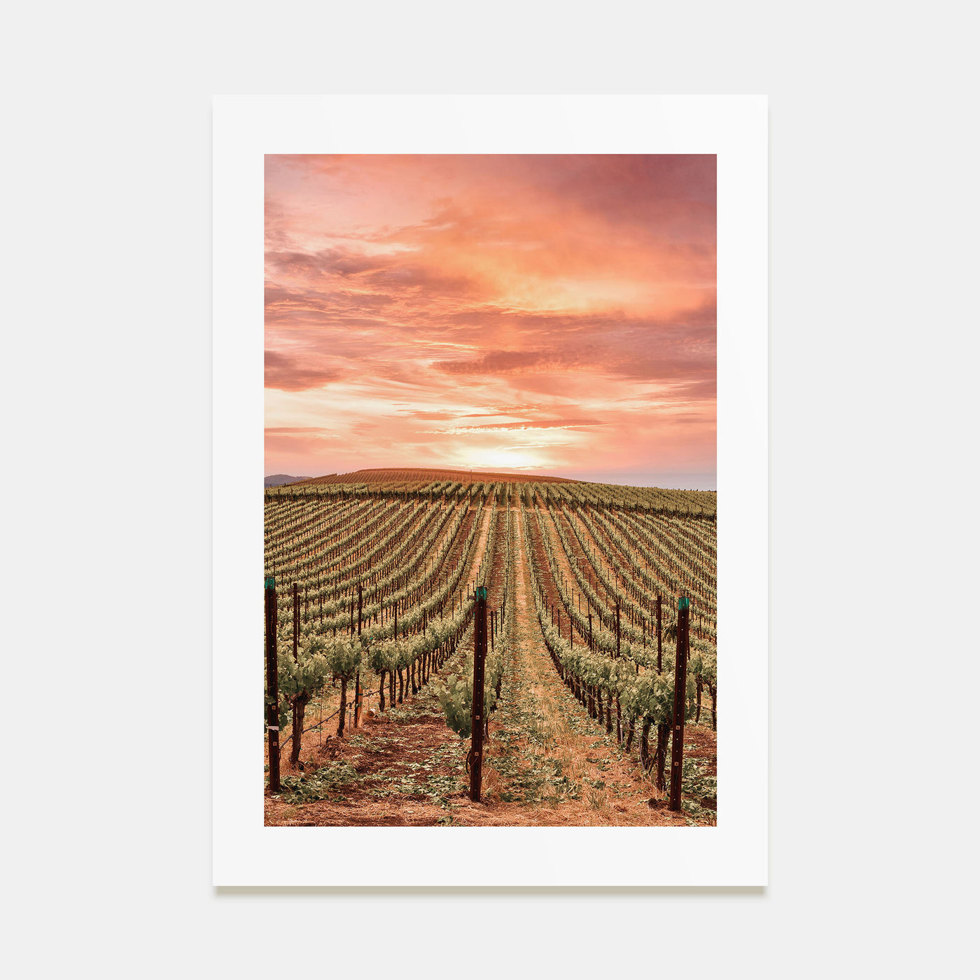 Napa Valley Photo Color No 1 Poster