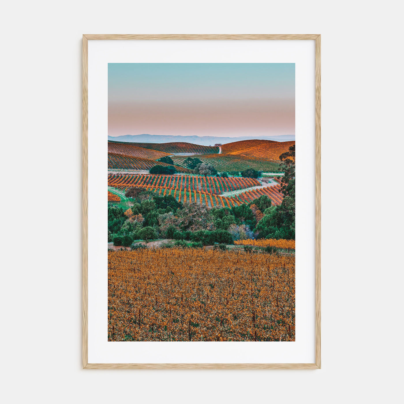 Napa Valley Photo Color No 2 Poster