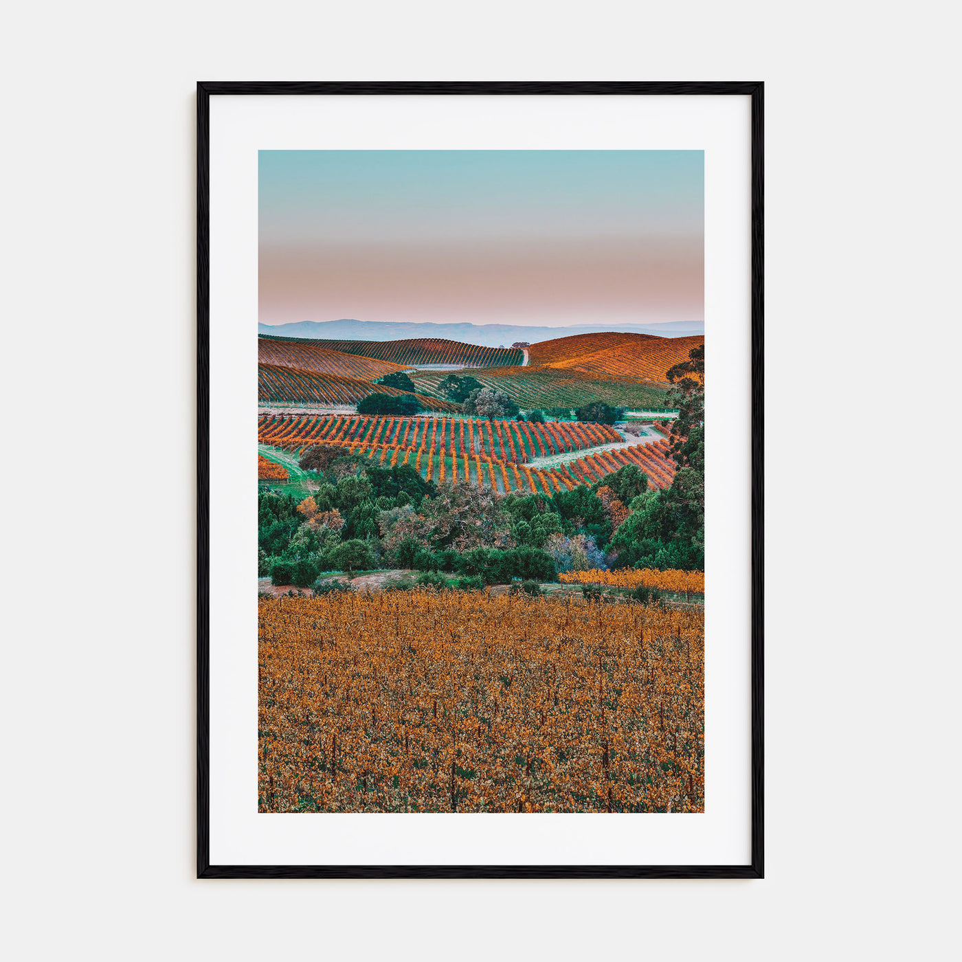 Napa Valley Photo Color No 2 Poster