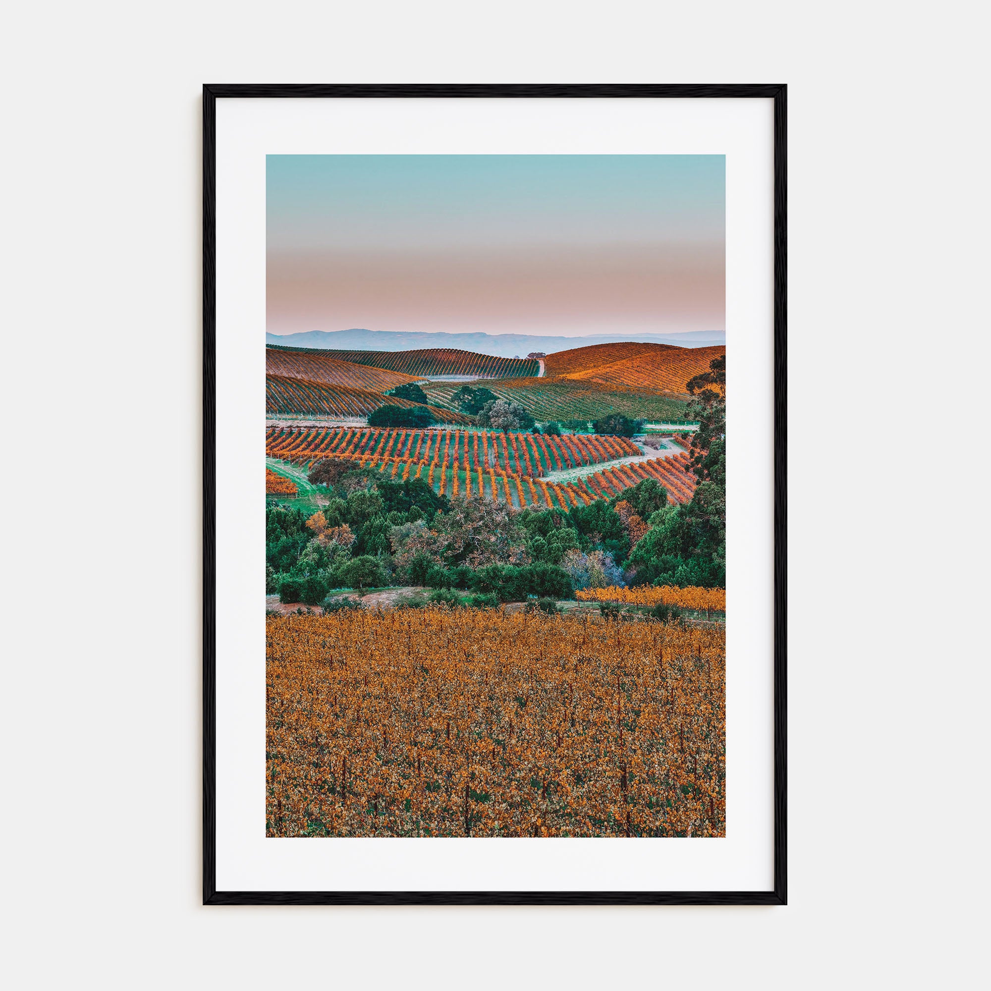 Napa Valley Photo Color No 2 Poster