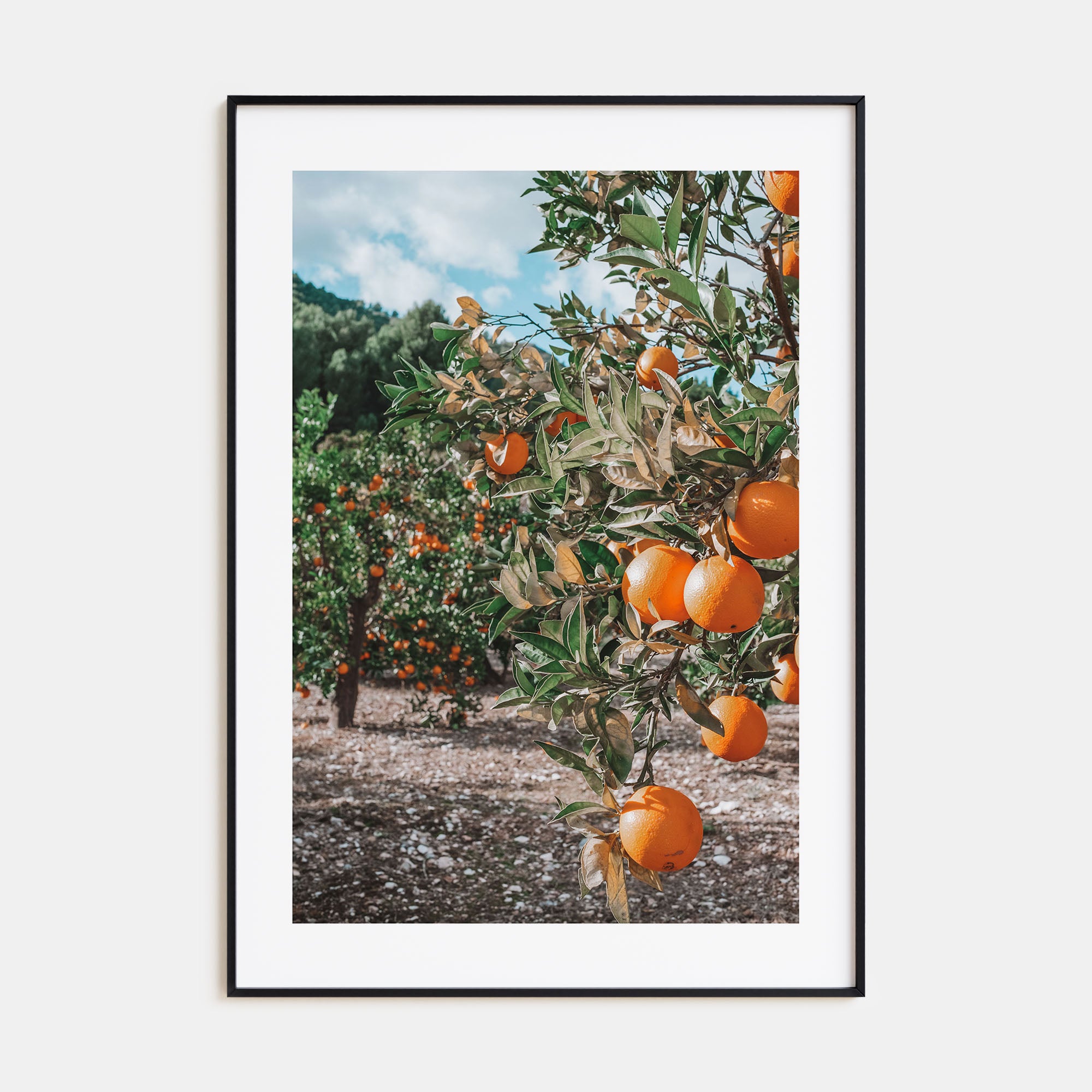 Orange Tree Photo Color No 1 Poster