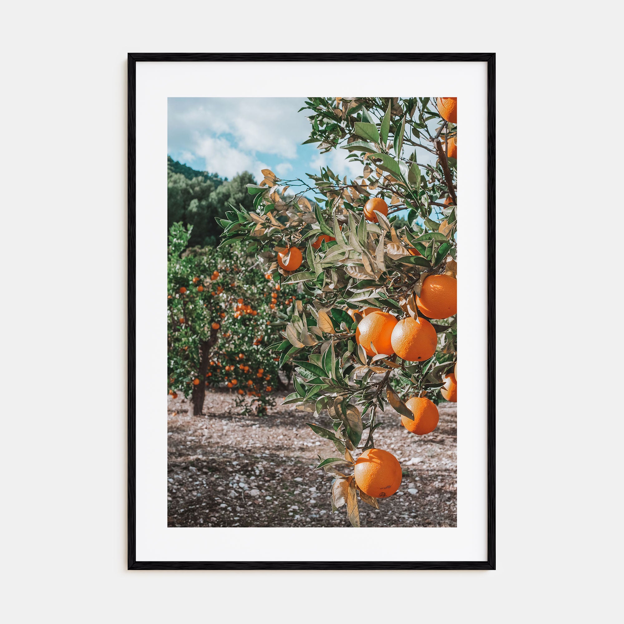 Orange Tree Photo Color No 1 Poster