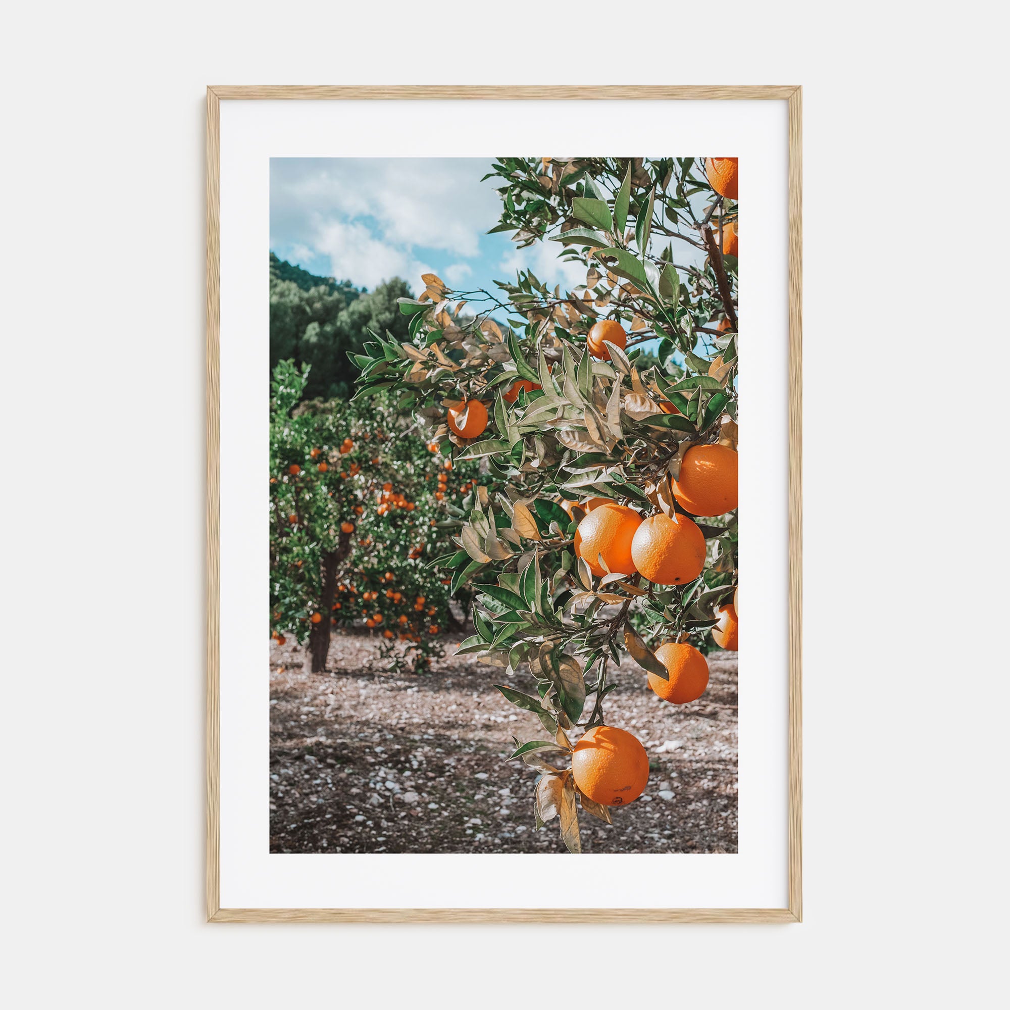 Orange Tree Photo Color No 1 Poster