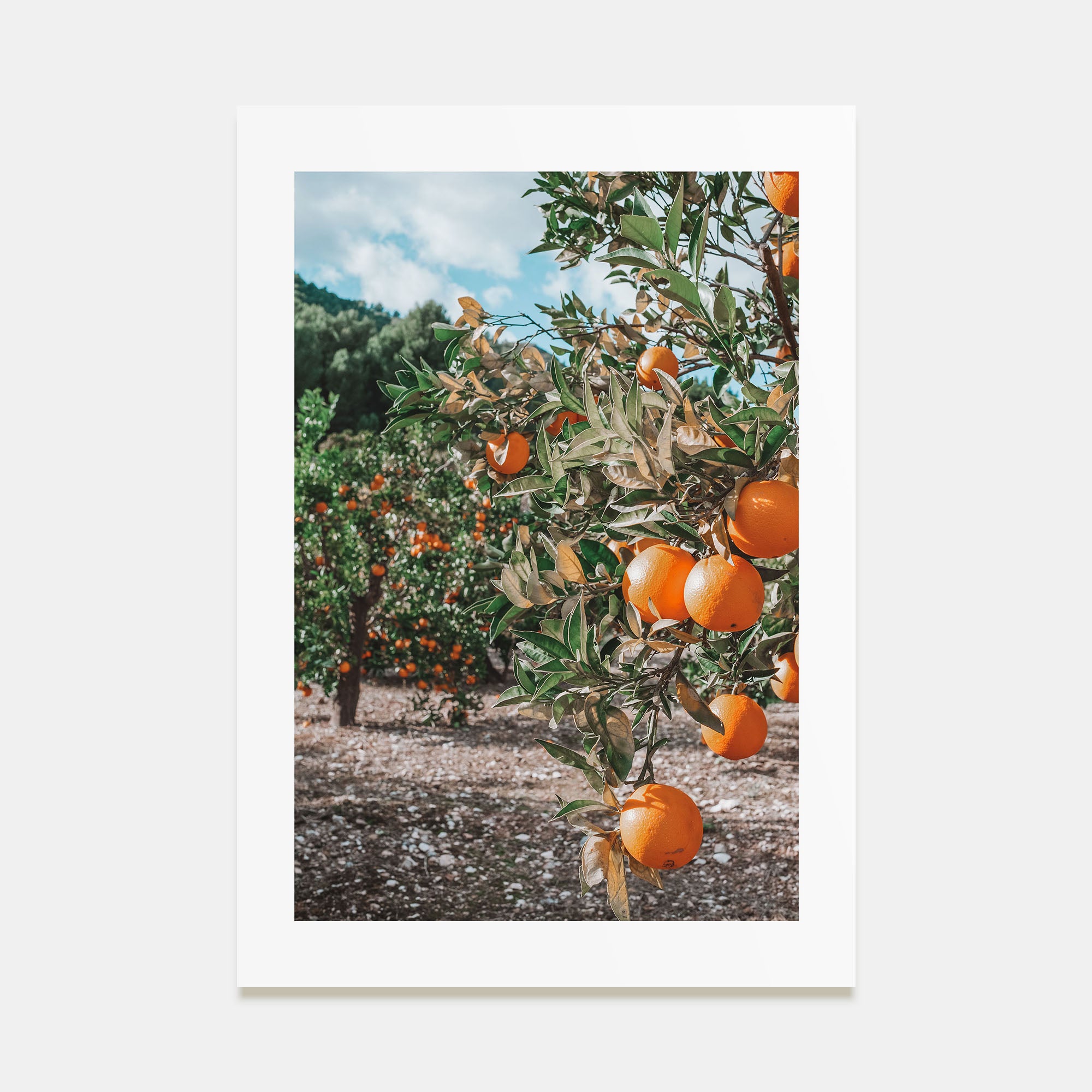 Orange Tree Photo Color No 1 Poster