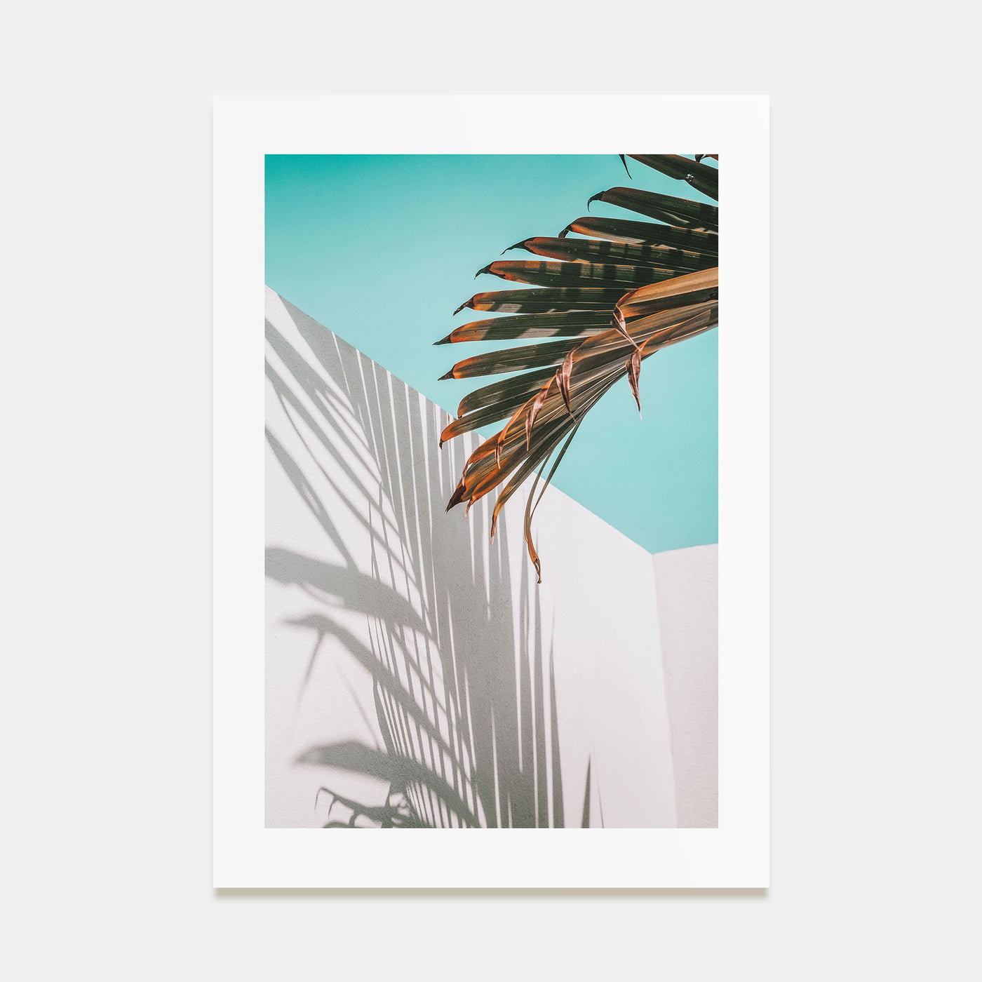 Palm Tree Shadow Photo Color Poster