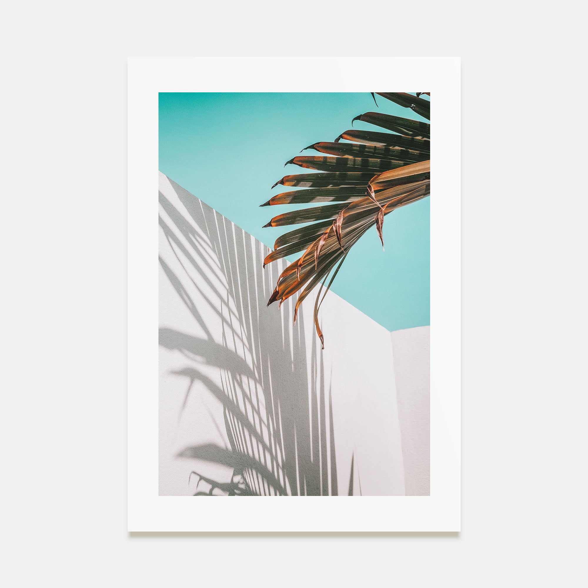 Palm Tree Shadow Photo Color Poster