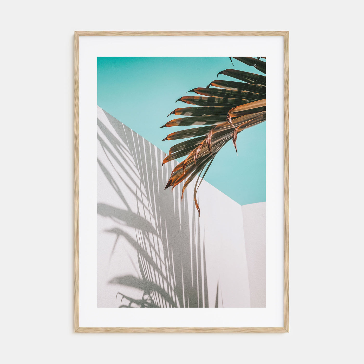 Palm Tree Shadow Photo Color Poster