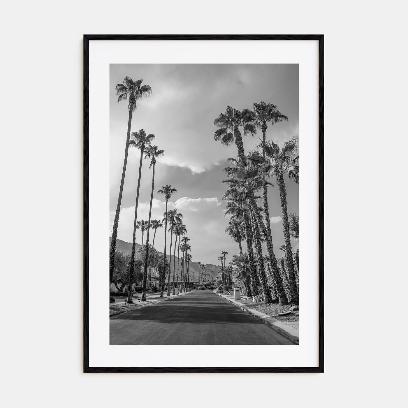 Palm Trees on Road Photo B&W Poster