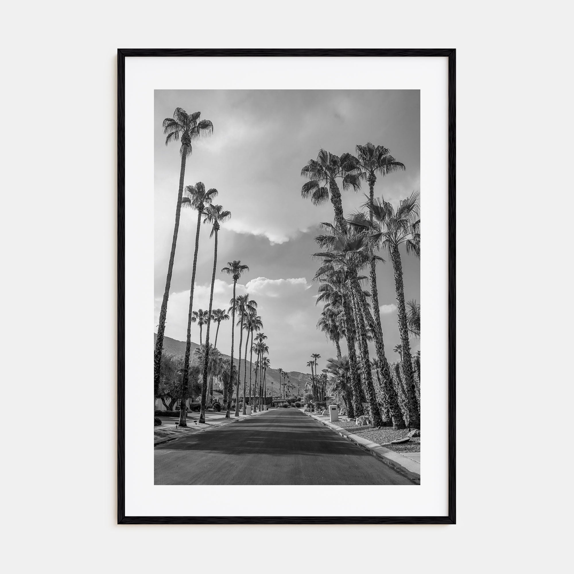 Palm Trees on Road Photo B&W Poster