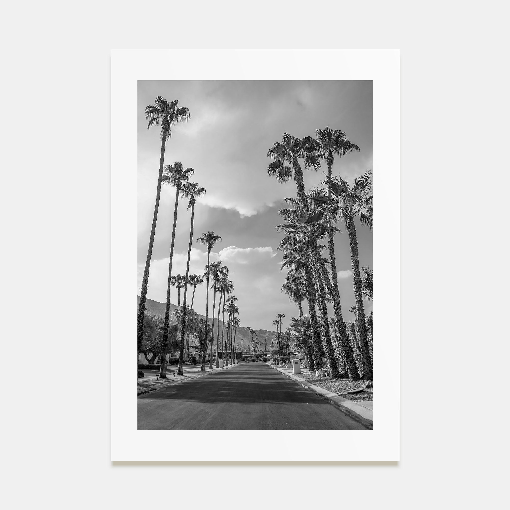 Palm Trees on Road Photo B&W Poster
