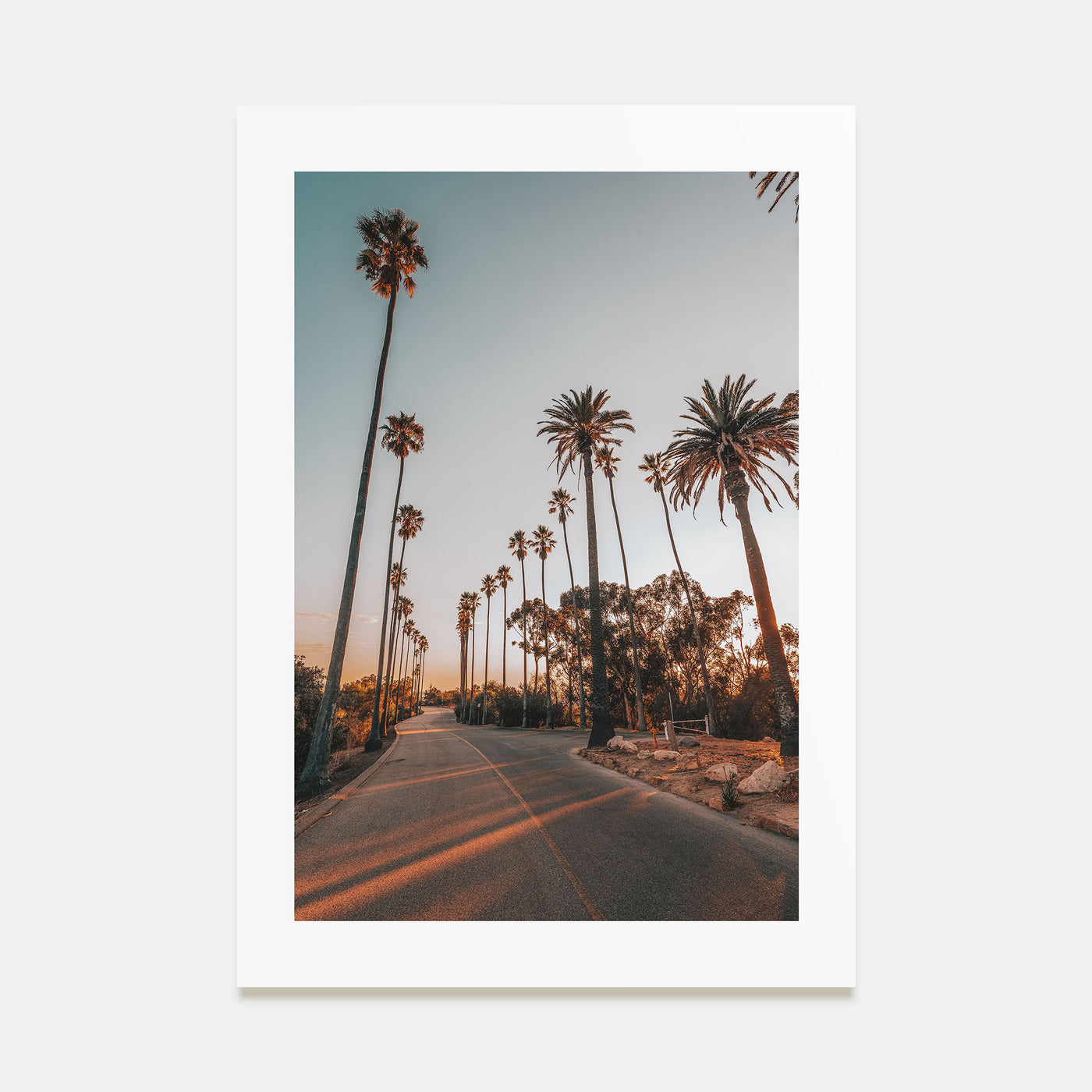 Palm Trees on Road Photo Color Poster
