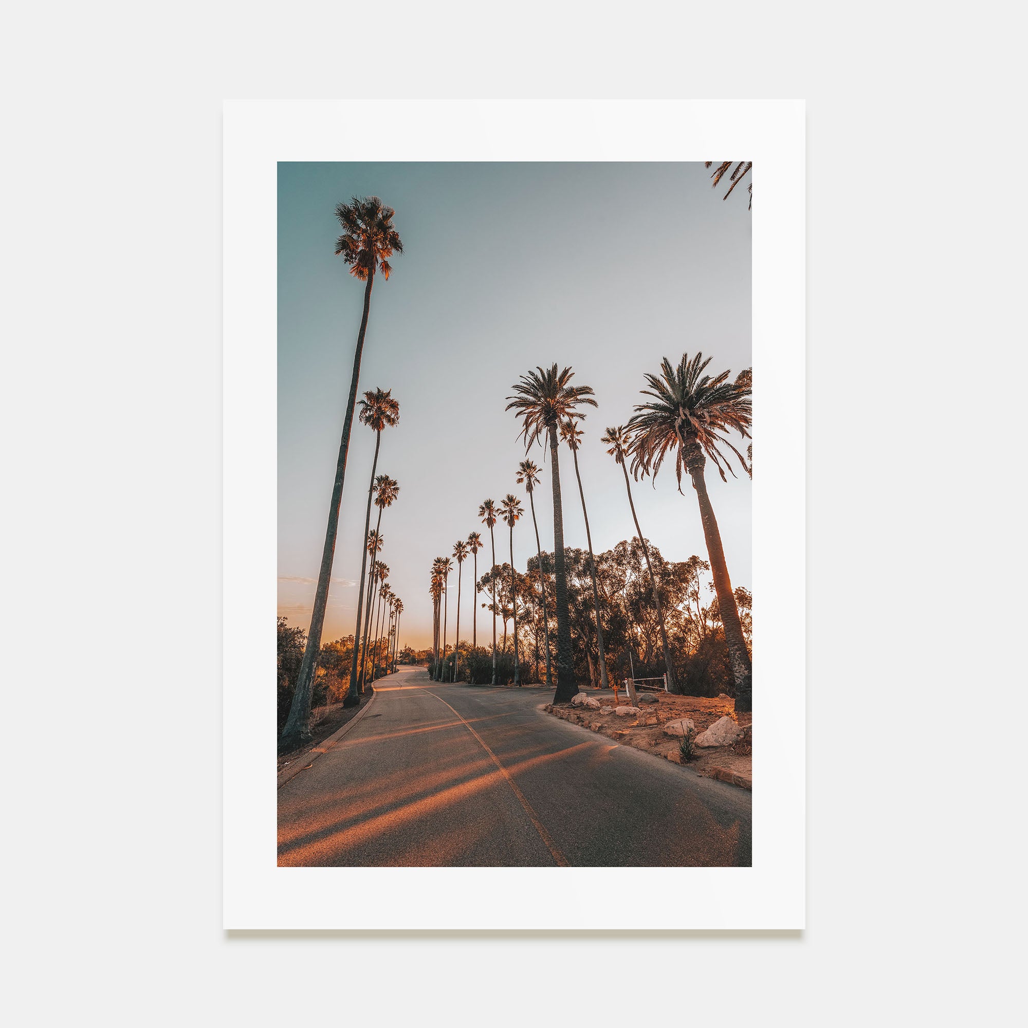 Palm Trees on Road Photo Color Poster