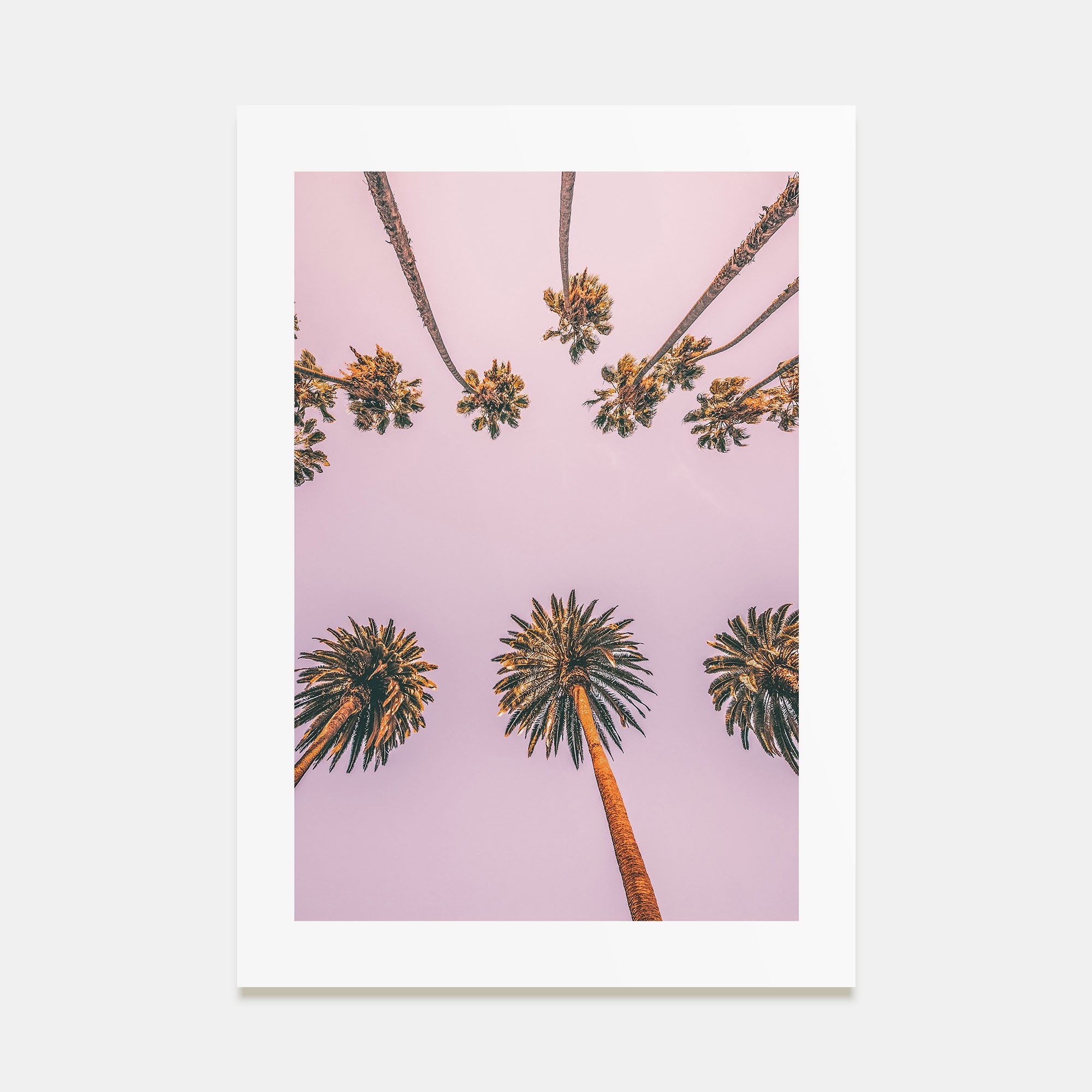 Palm Trees Photo Color No 8 Poster