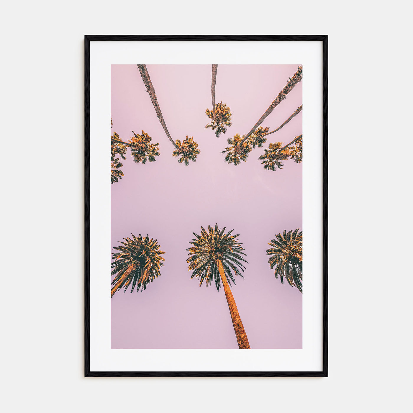 Palm Trees Photo Color No 8 Poster