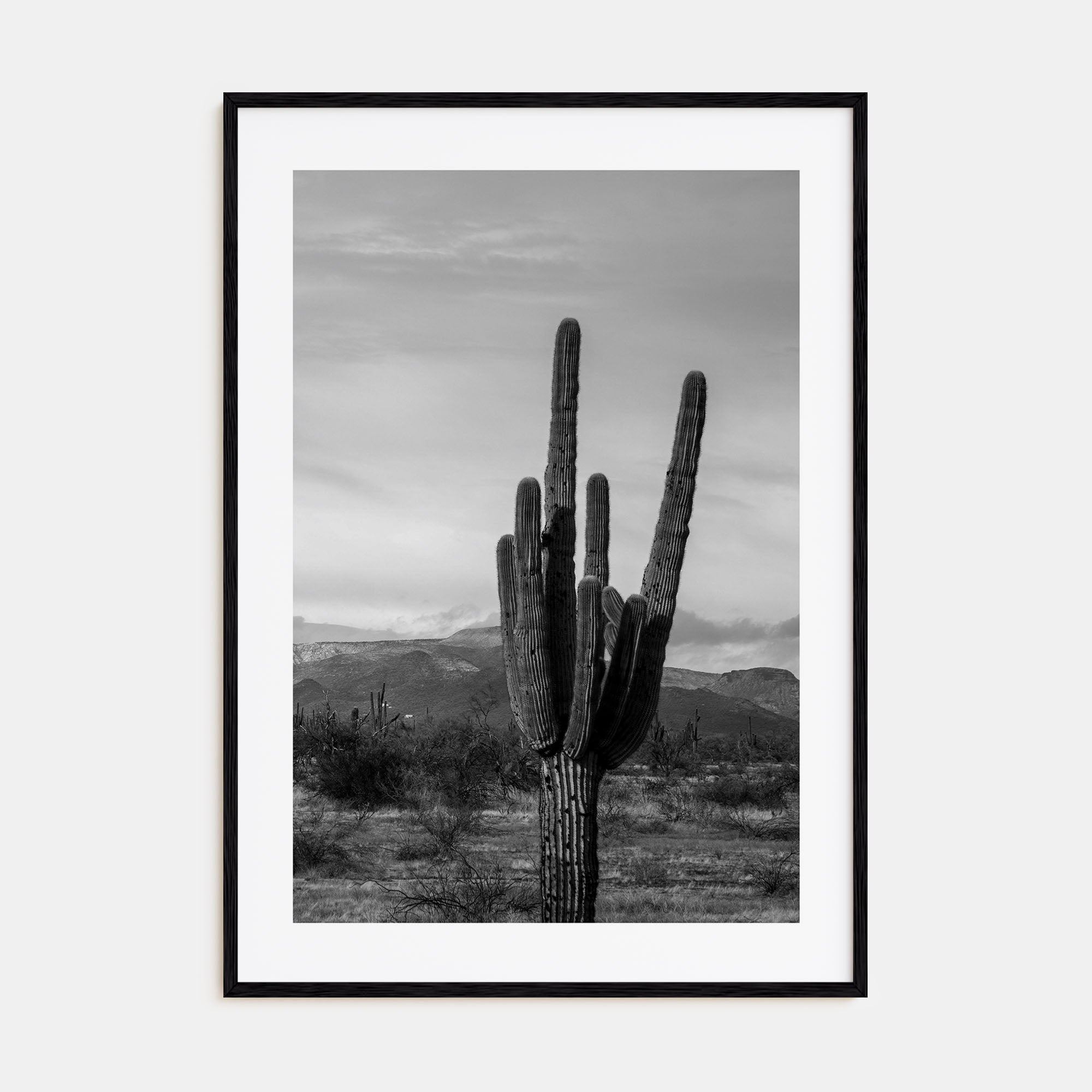 Phoenix Photo B&W No 1 Poster