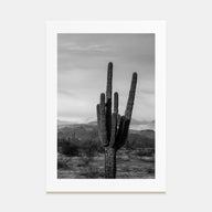 Phoenix Photo B&W No 1 Poster