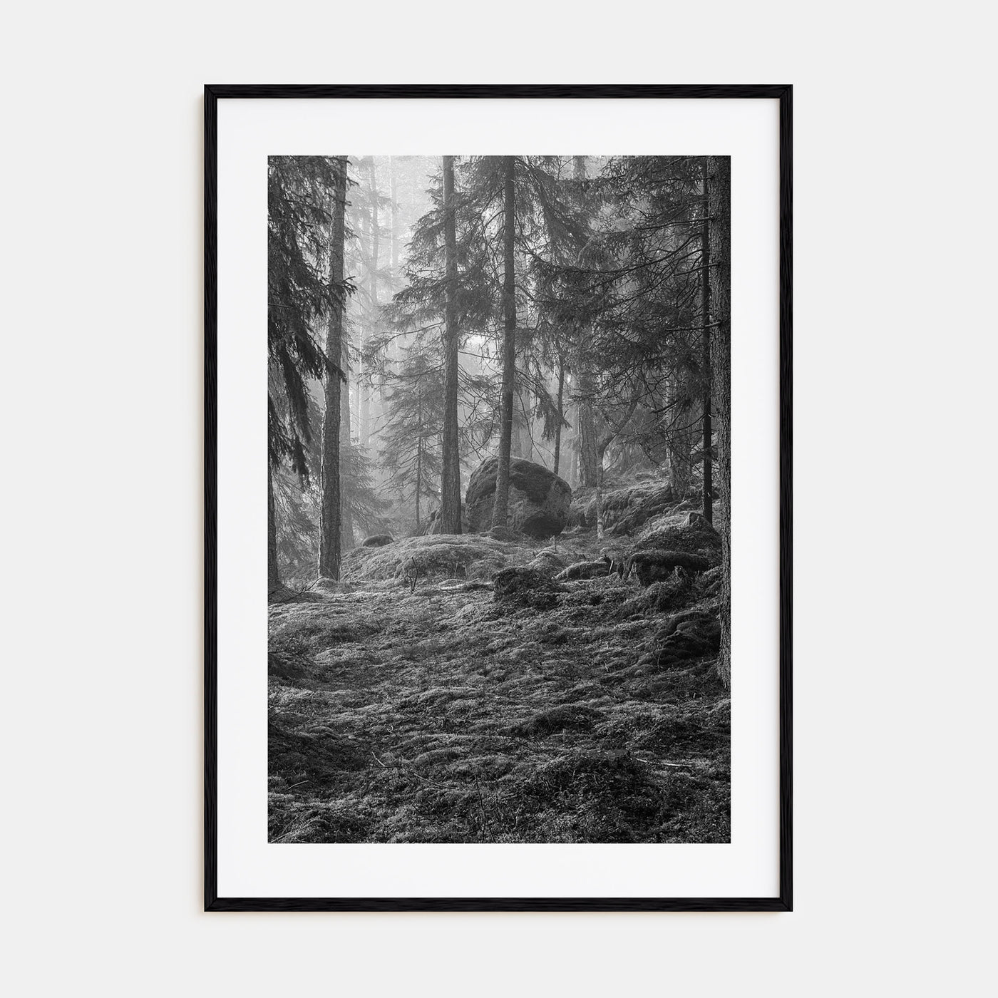 Pine Tree Forest Photo B&W No 2 Poster