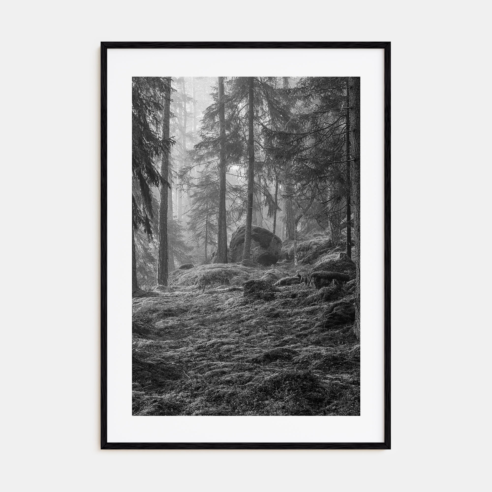 Pine Tree Forest Photo B&W No 2 Poster