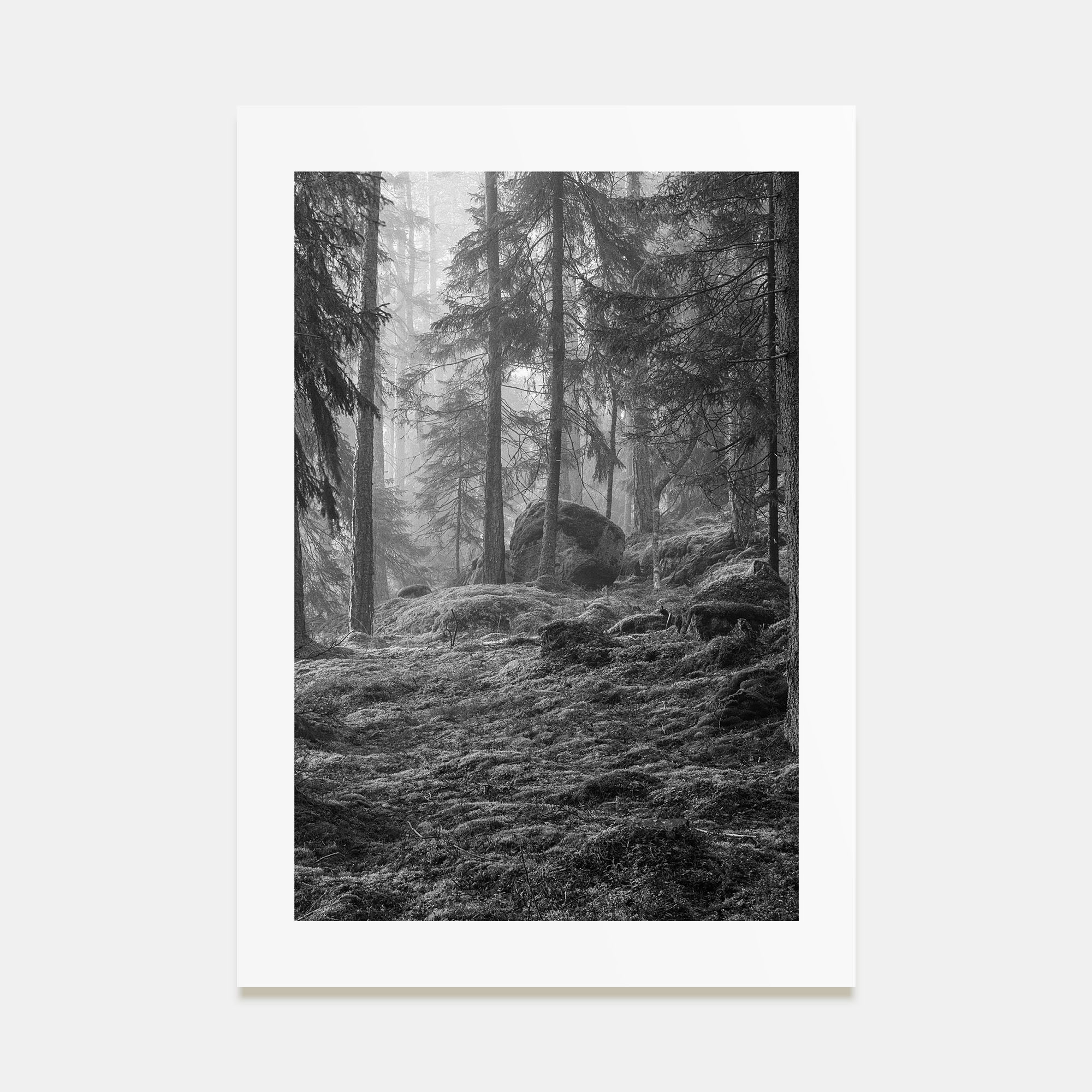 Pine Tree Forest Photo B&W No 2 Poster
