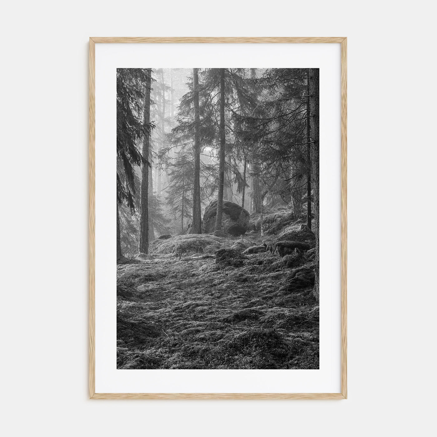 Pine Tree Forest Photo B&W No 2 Poster
