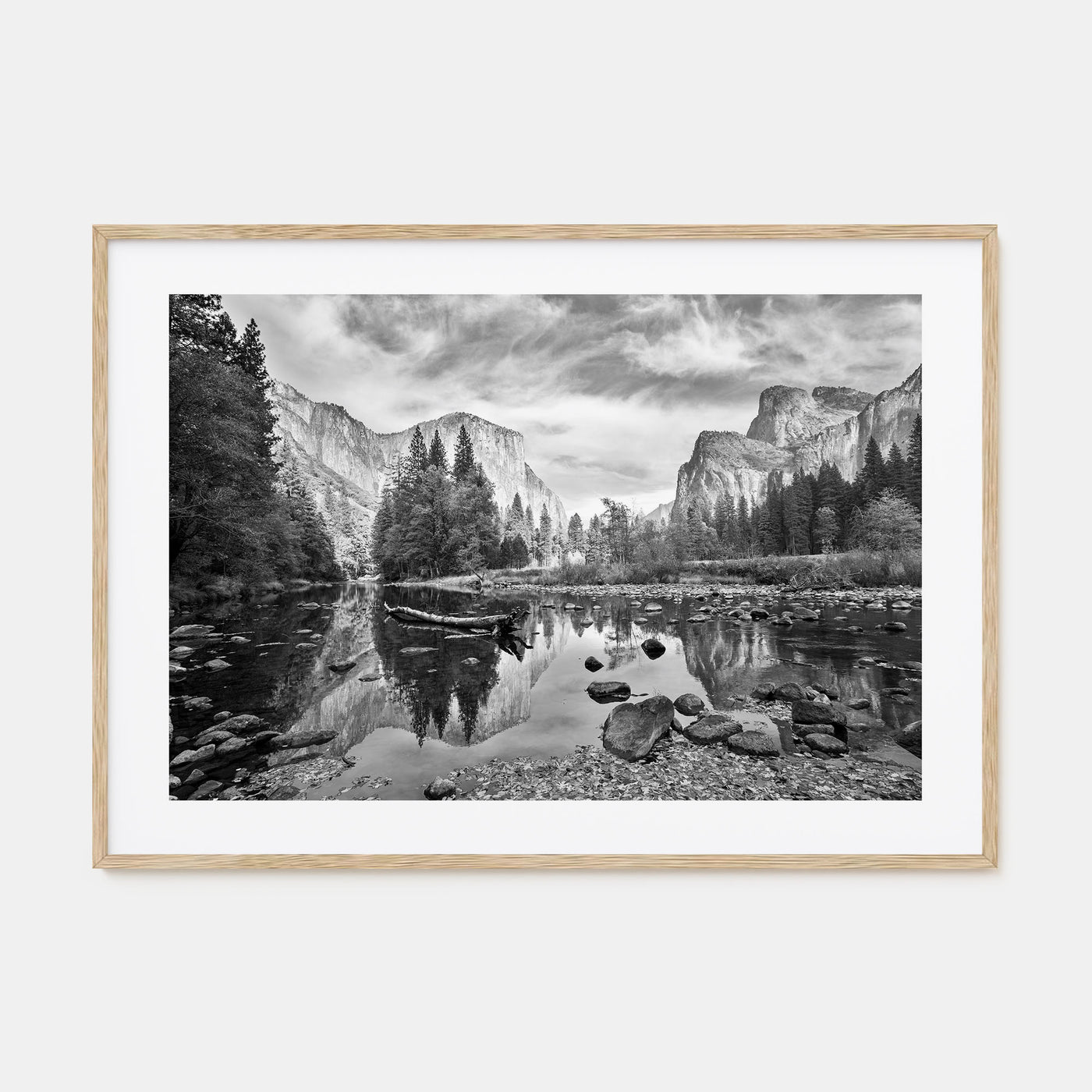Redwood National Park Landscape B&W Poster