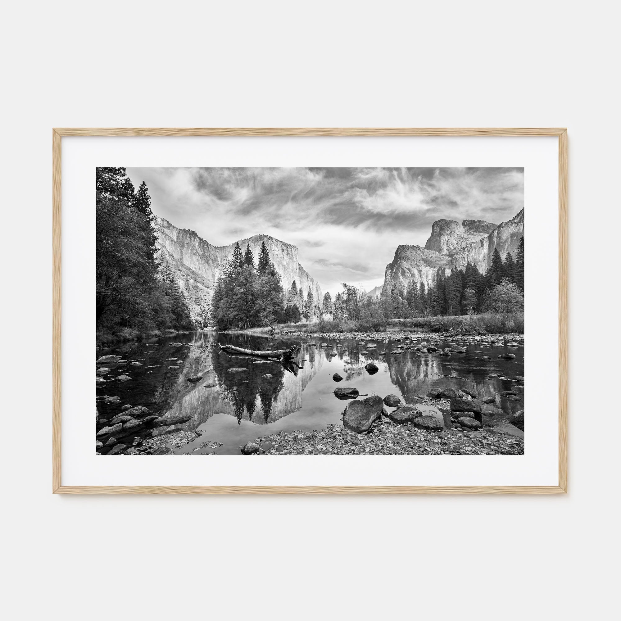 Redwood National Park Landscape B&W Poster
