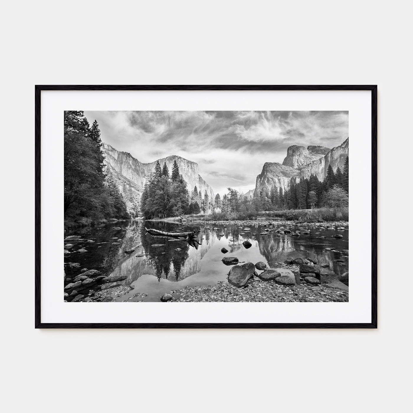 Redwood National Park Landscape B&W Poster