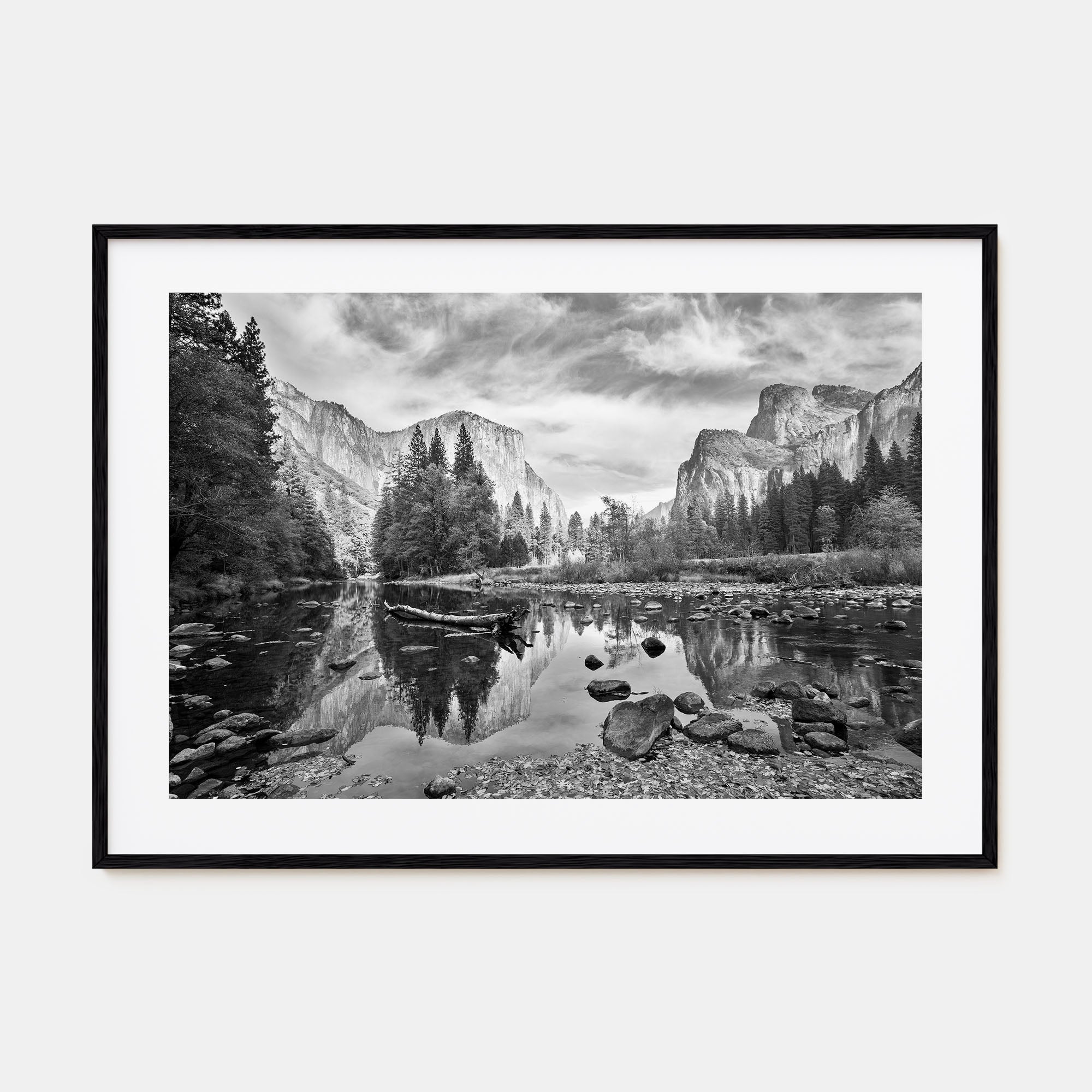 Redwood National Park Landscape B&W Poster