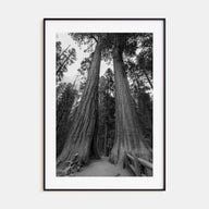 Redwood National Park Photo B&W Poster