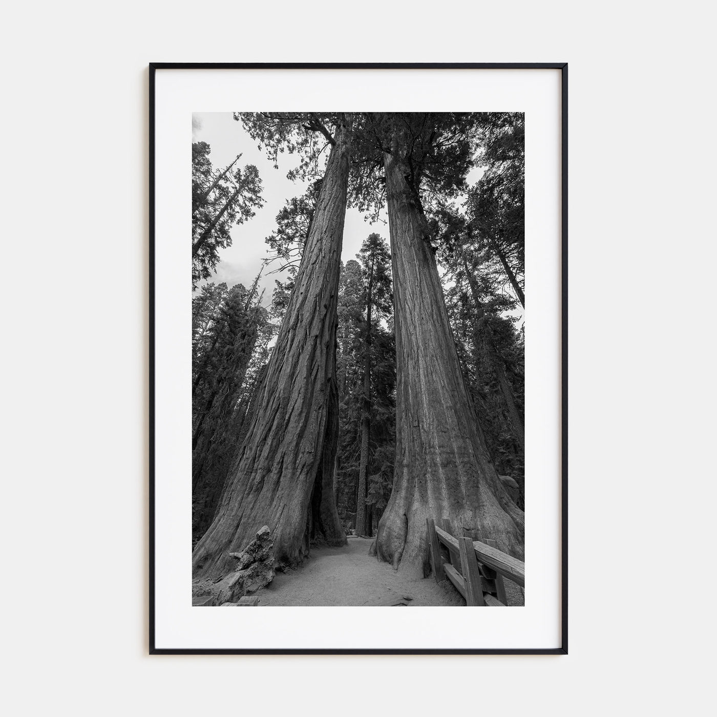 Redwood National Park Photo B&W Poster