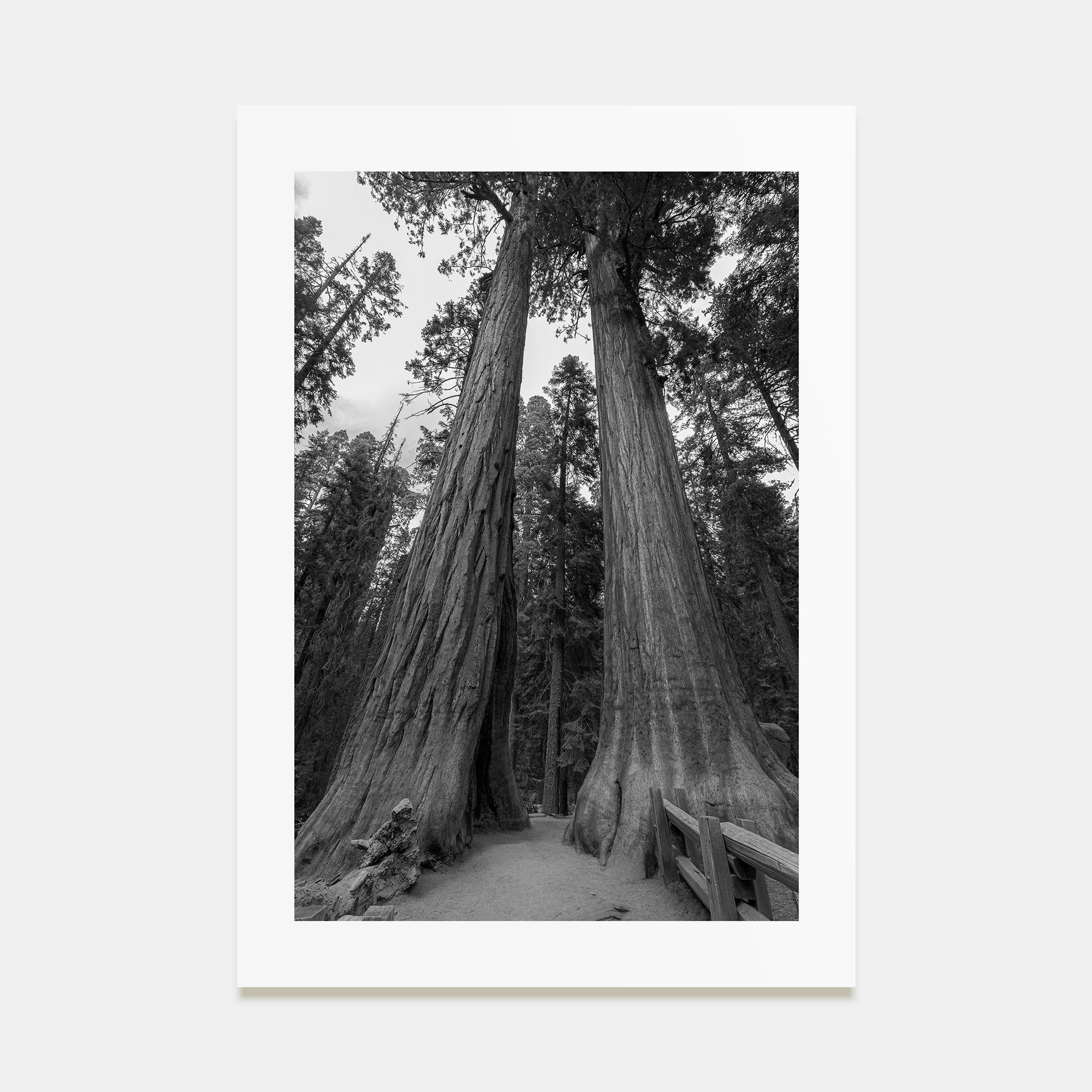 Redwood National Park Photo B&W Poster