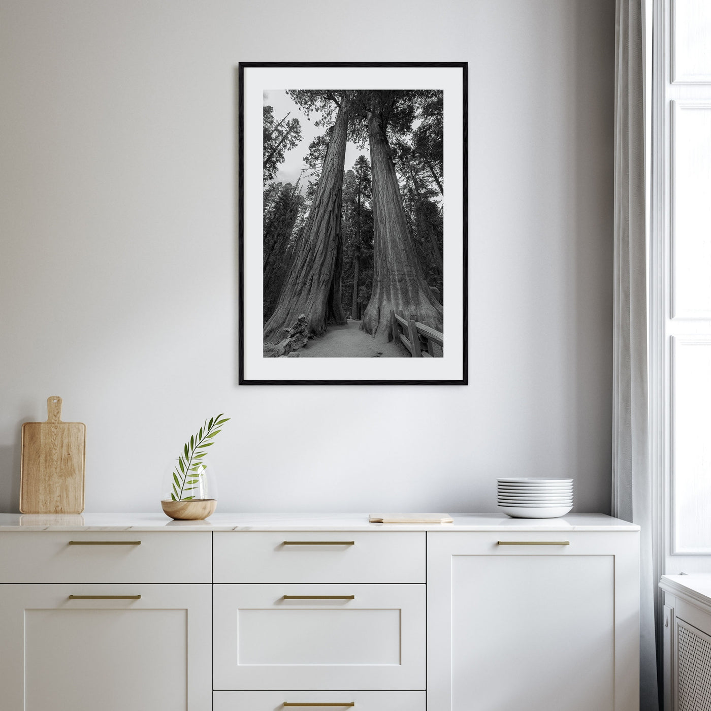 Redwood National Park Photo B&W Poster