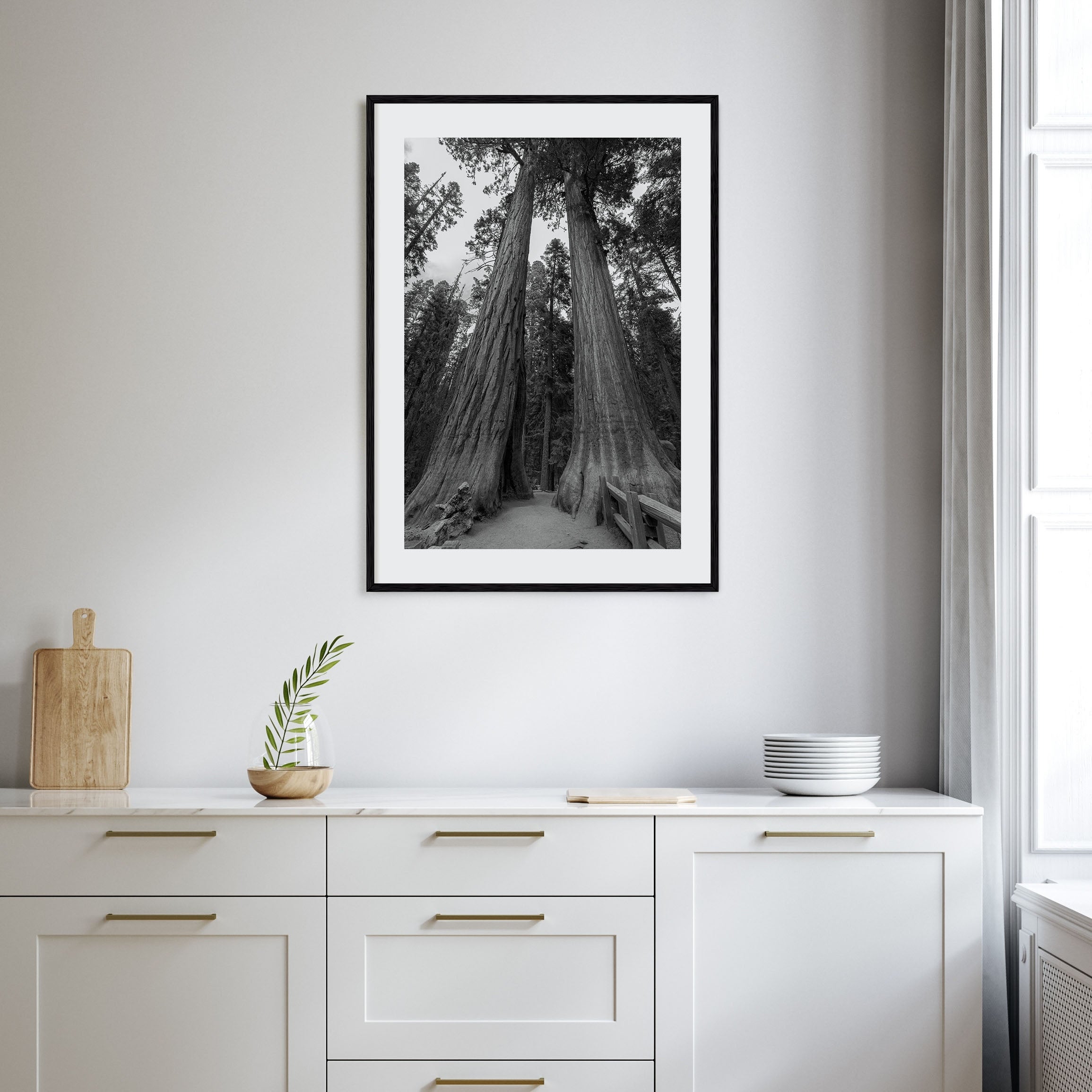 Redwood National Park Photo B&W Poster