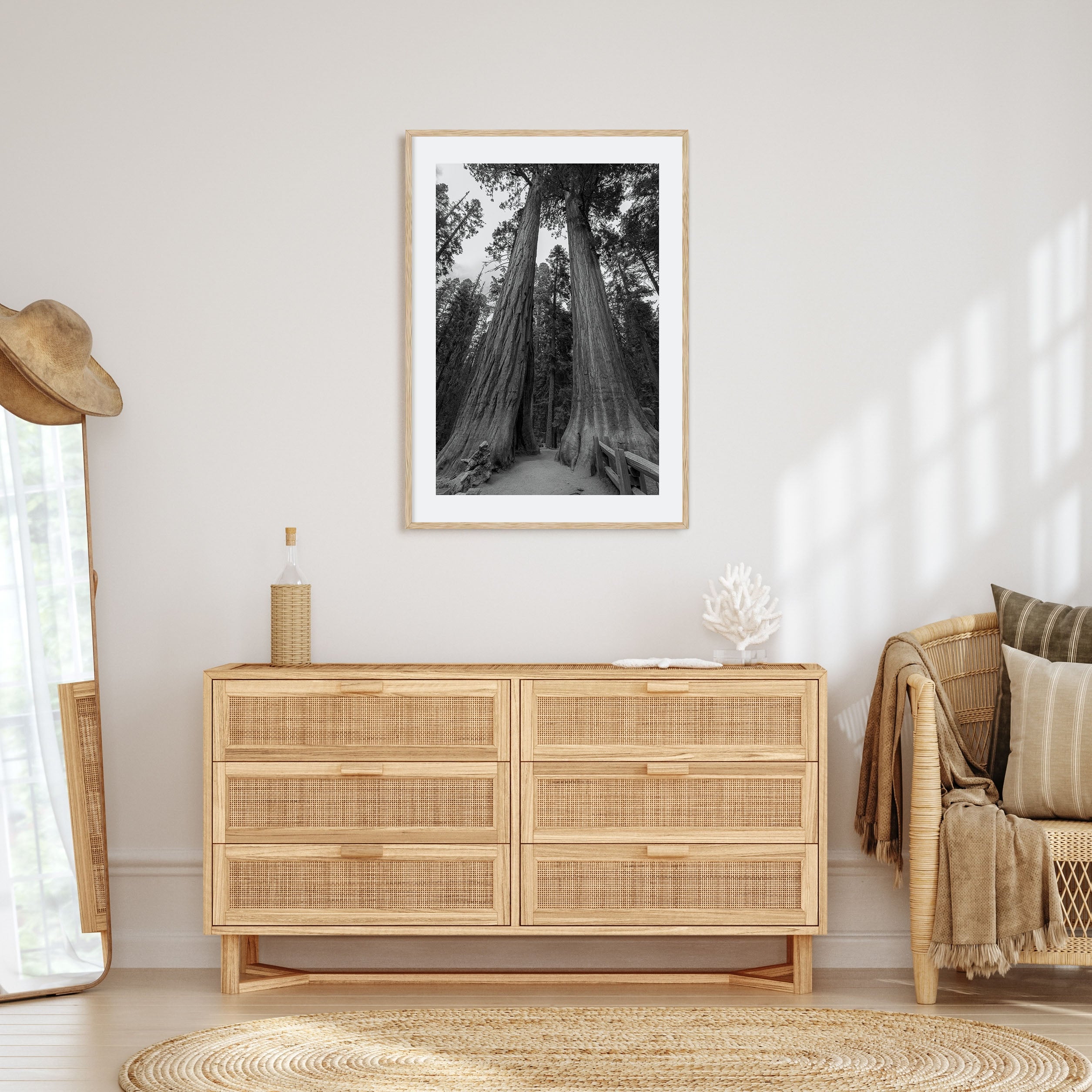 Redwood National Park Photo B&W Poster