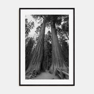 Redwood National Park Photo B&W Poster