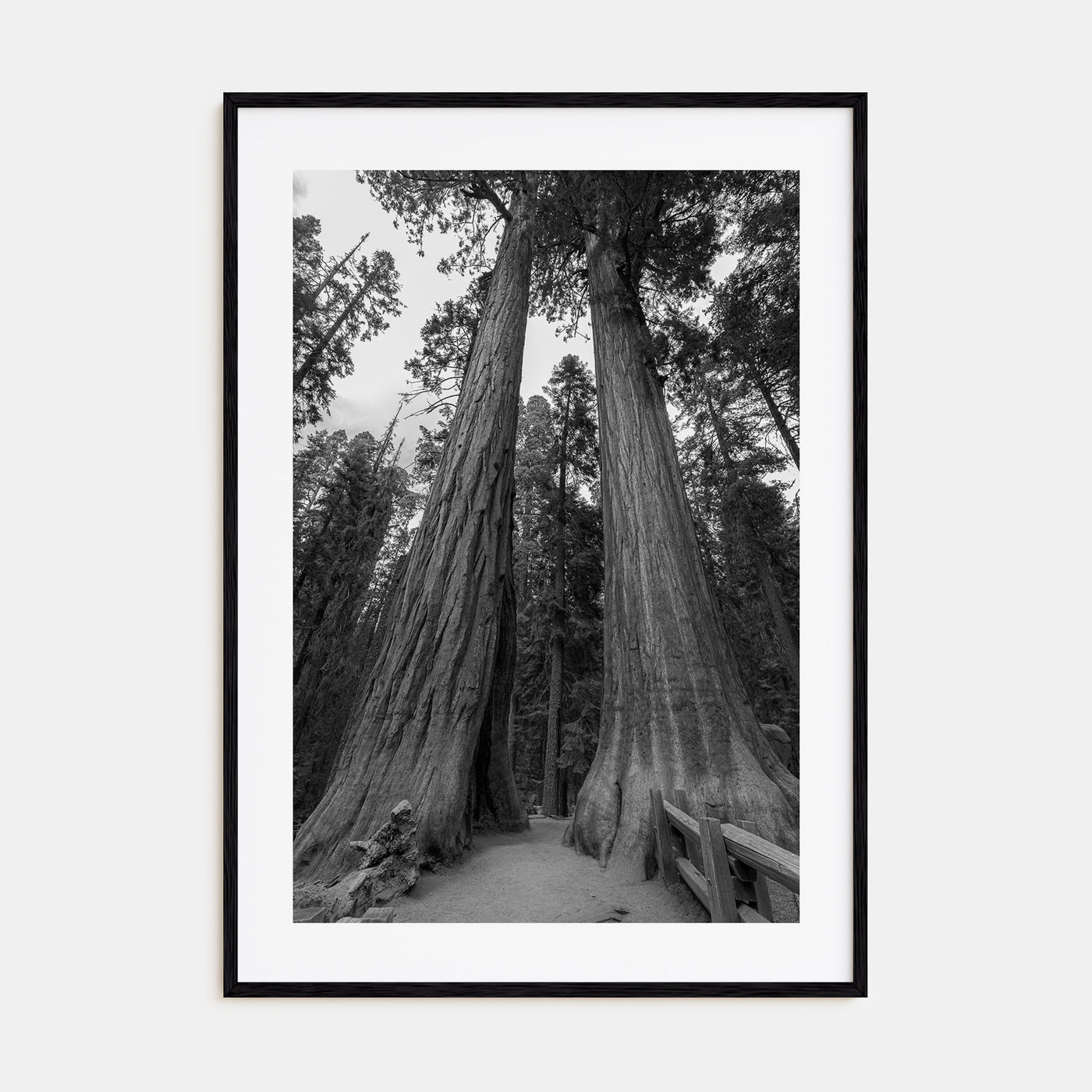 Redwood National Park Photo B&W Poster