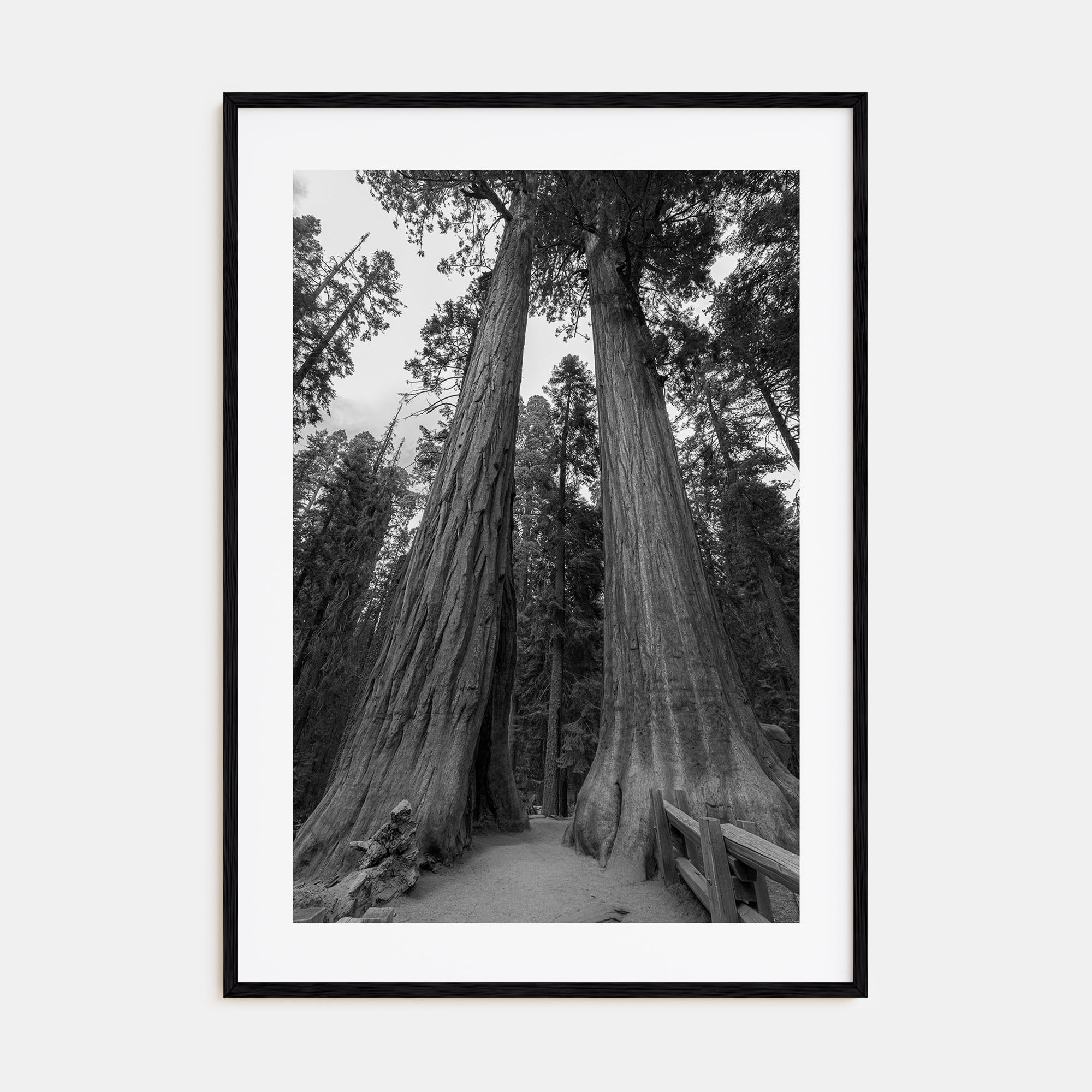 Redwood National Park Photo B&W Poster